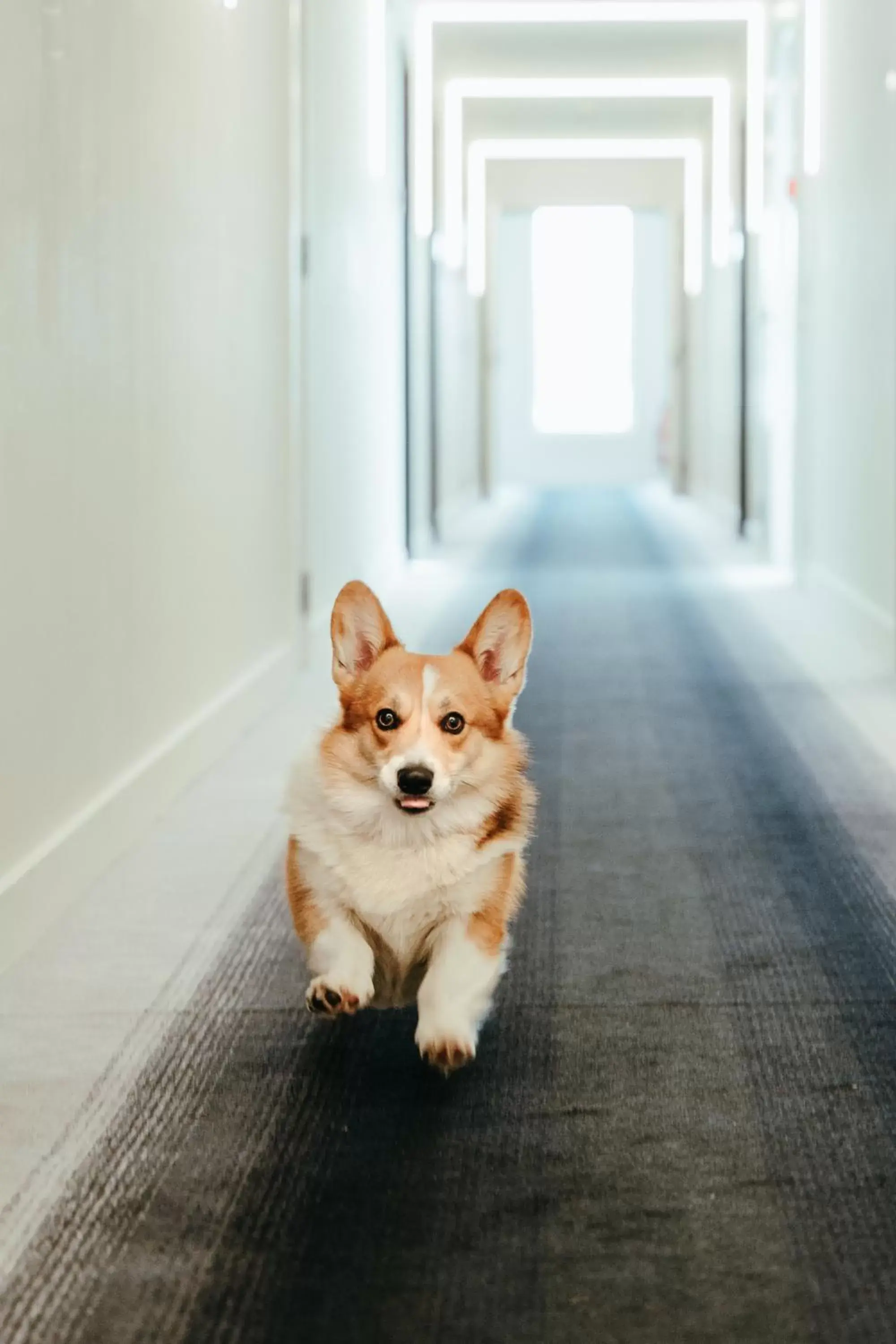 Pets in Residence Inn Ghent by Marriott