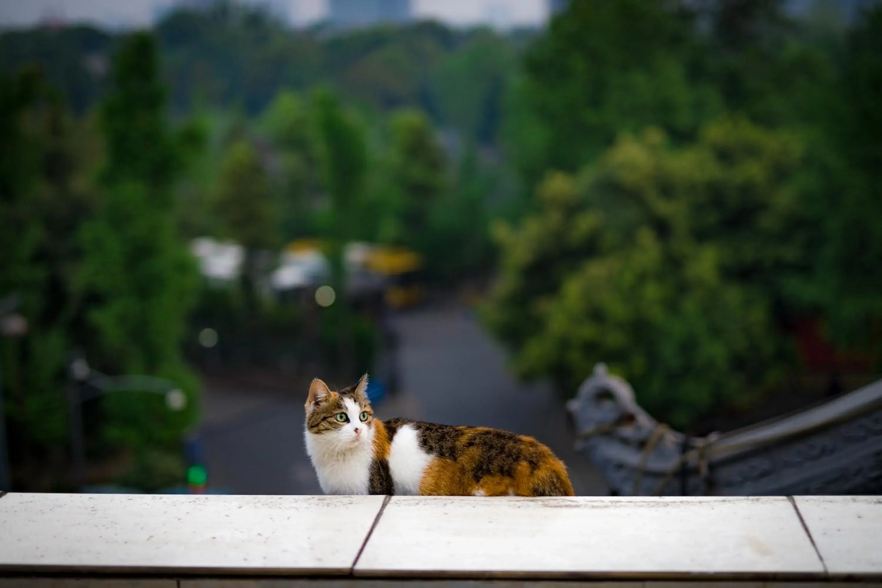 Pets in Chengdu Dreams Travel International Youth Hostel