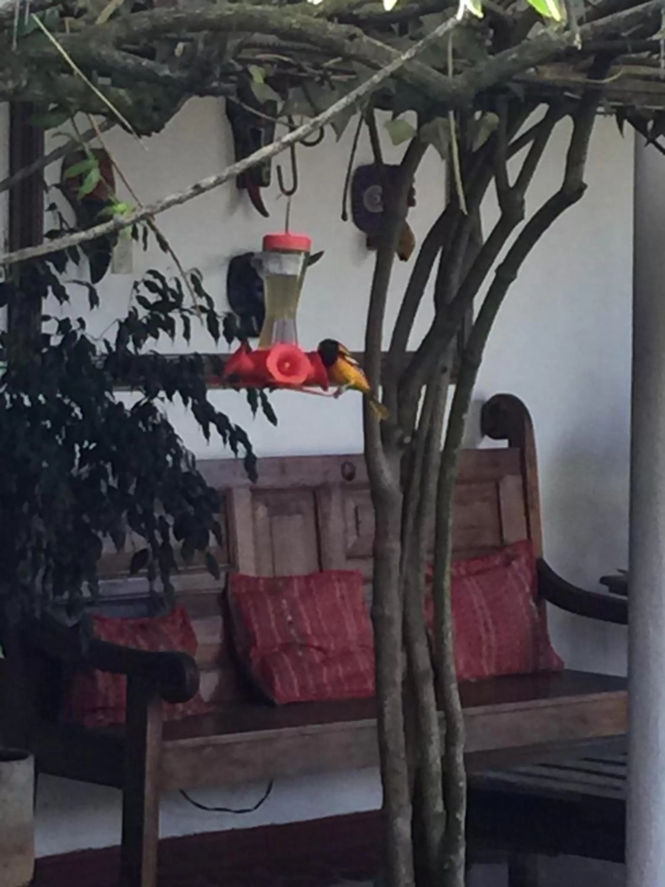 Garden in Hotel Casa Duranta