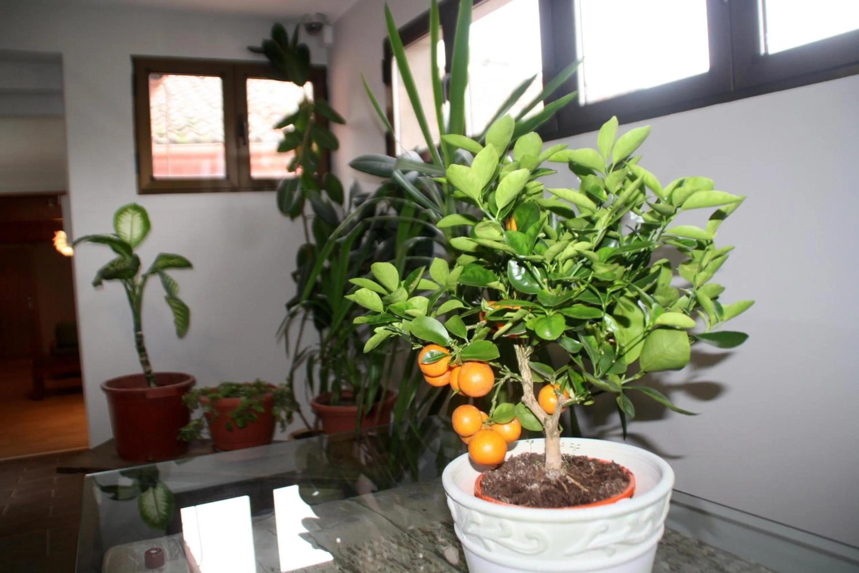 Area and facilities in Hotel Venta Magullo