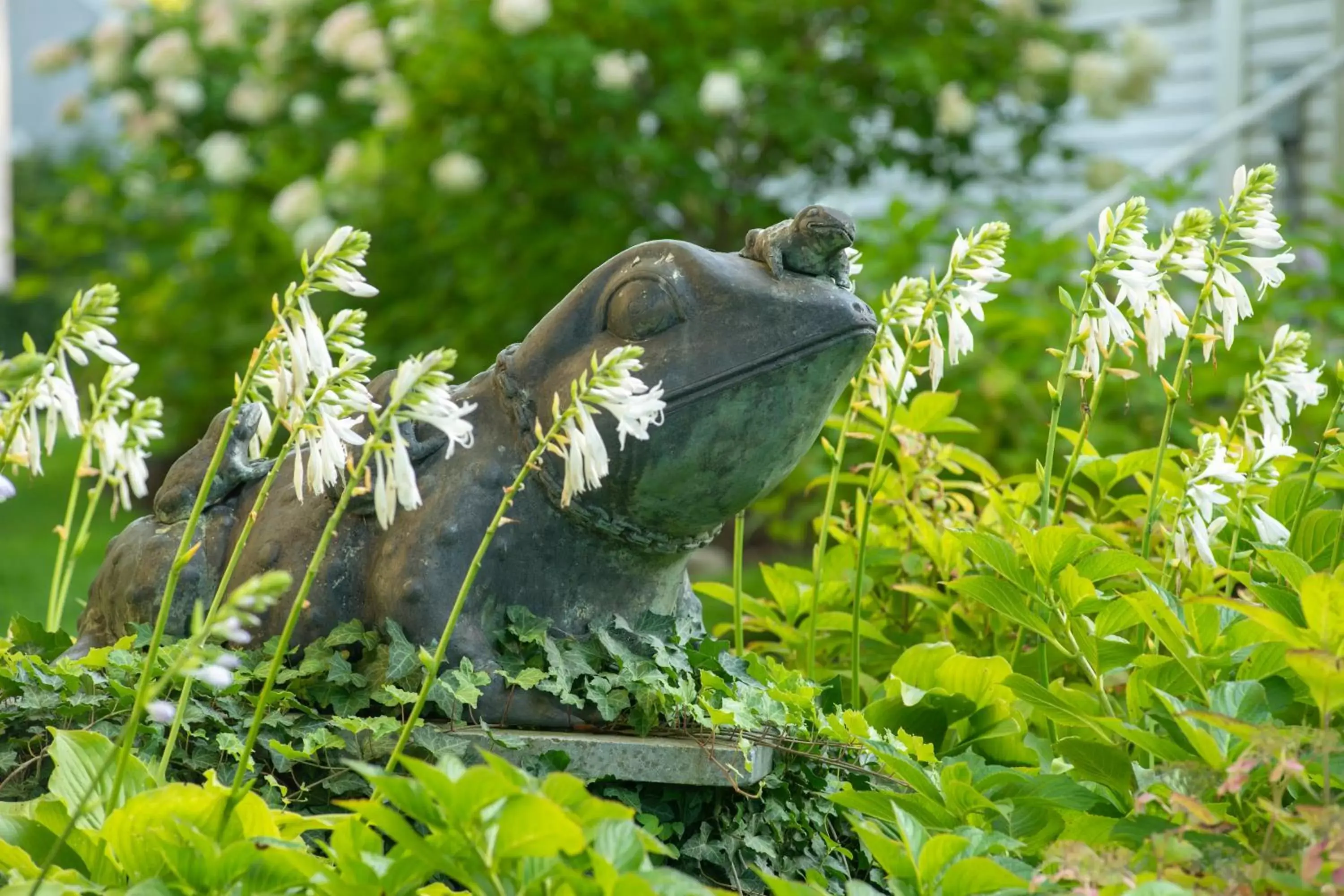 Garden view, Other Animals in Village Inn