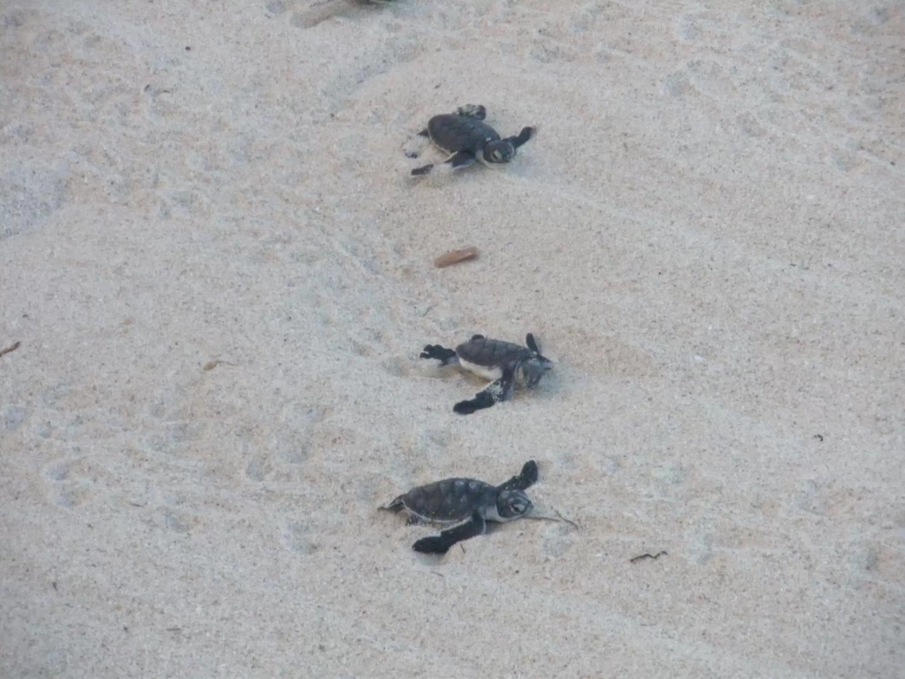 Other Animals in The Beach Crab Resort