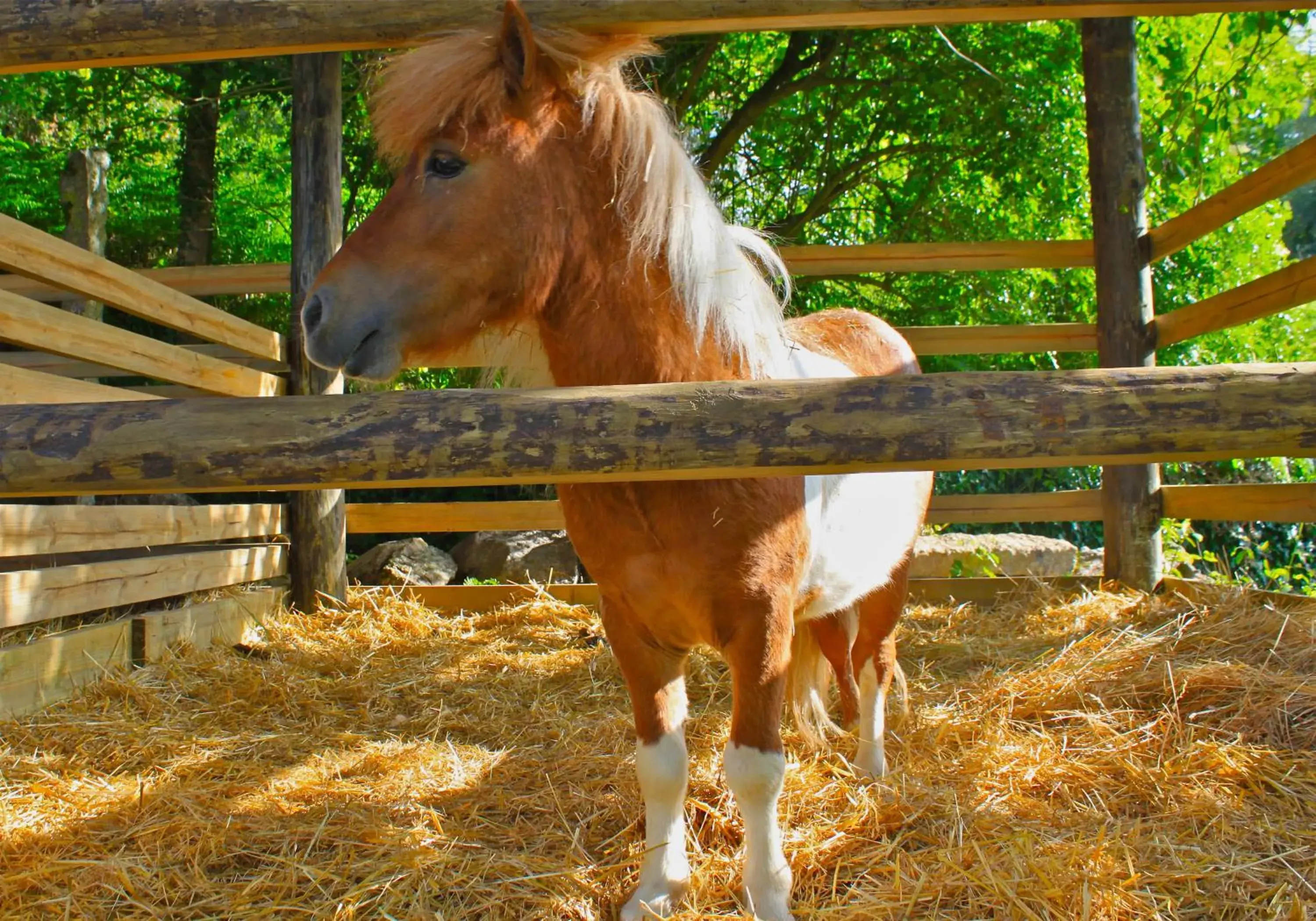 Horse-riding, Other Animals in Carmo's Boutique Hotel - Small Luxury Hotels of the World