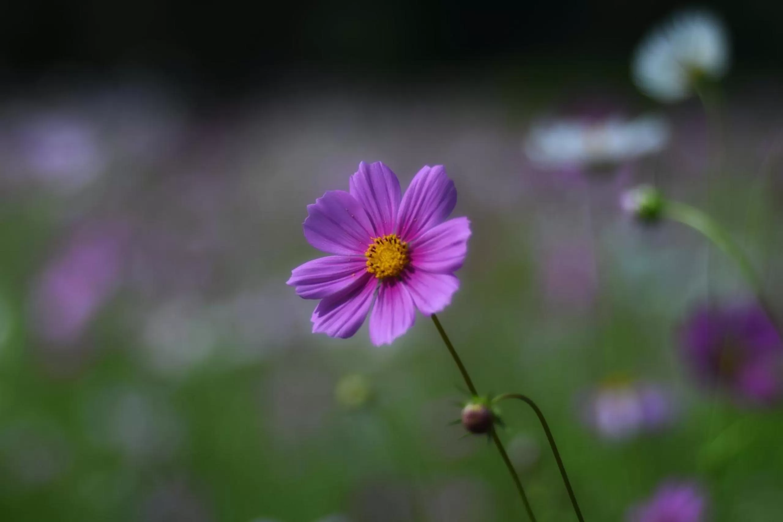 Garden in Thung Nham Resort