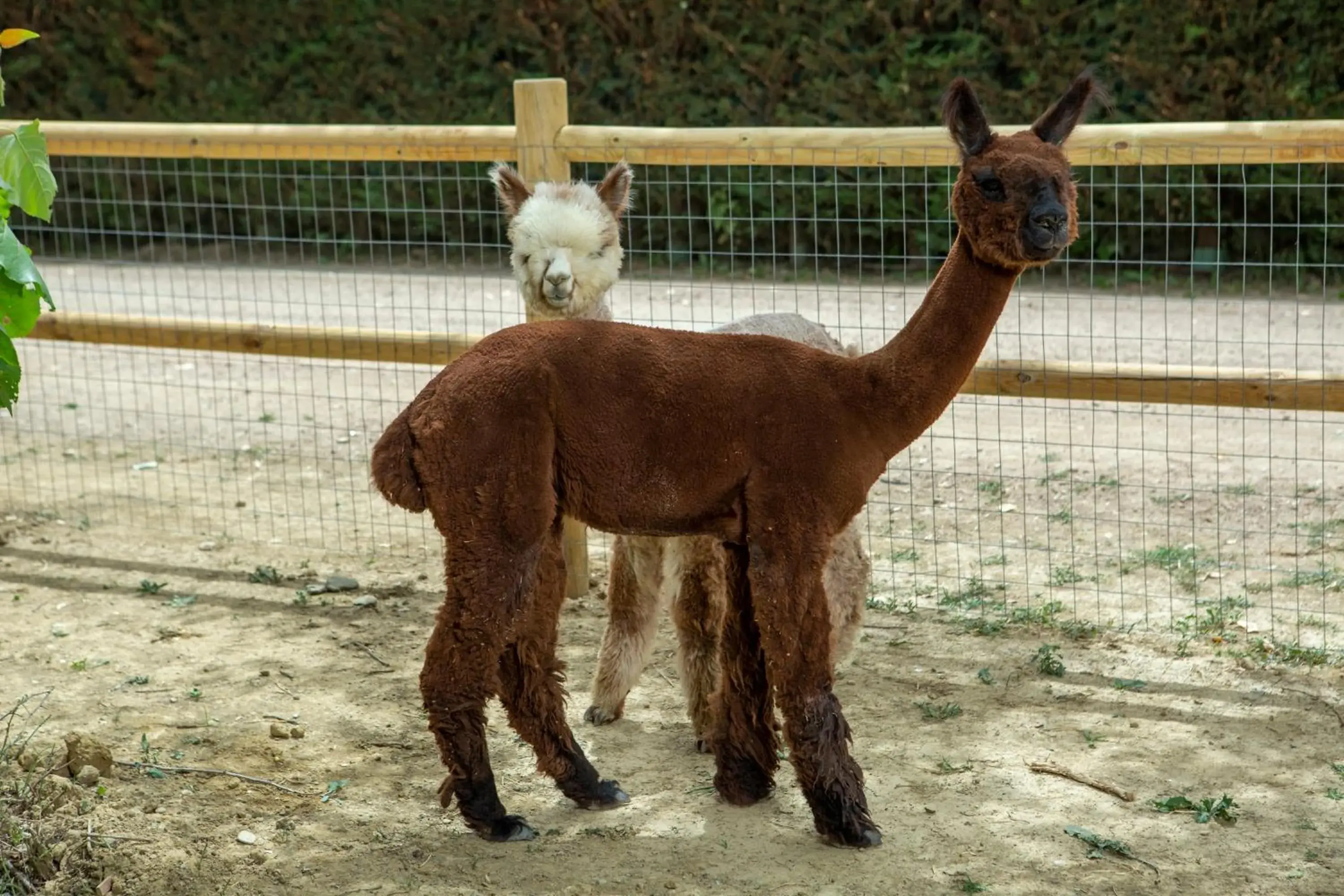 Other Animals in Hotel Le Capanne