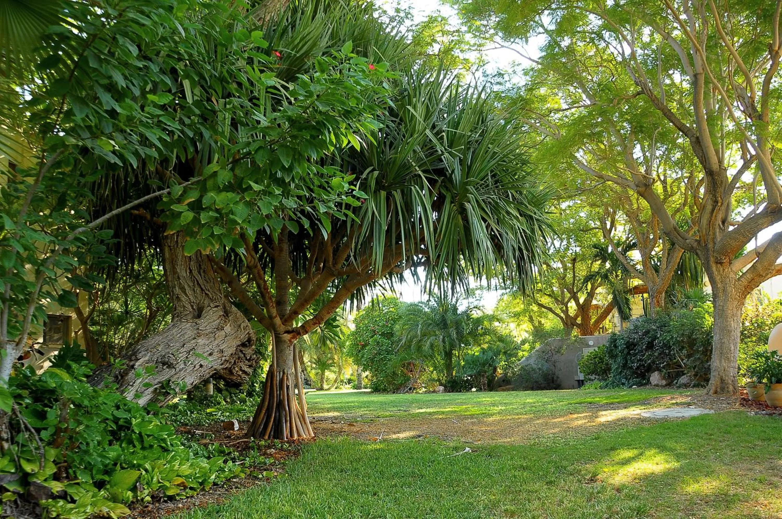 Garden view in Ein Gedi Kibbutz Hotel