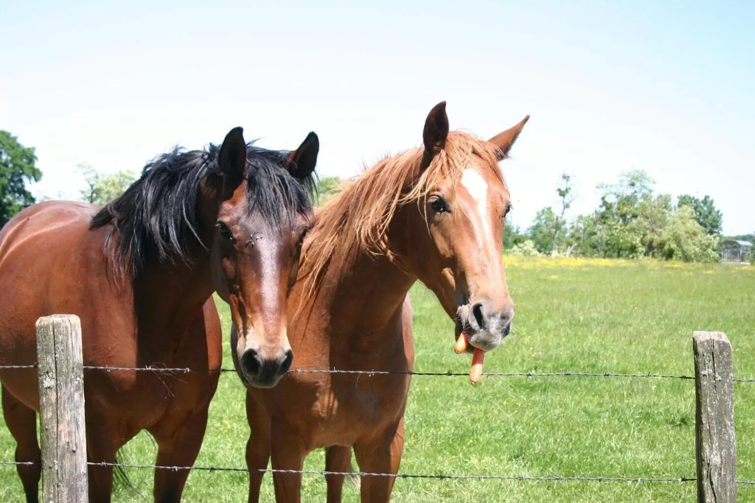 Other Animals in Le Moulin de Champagne