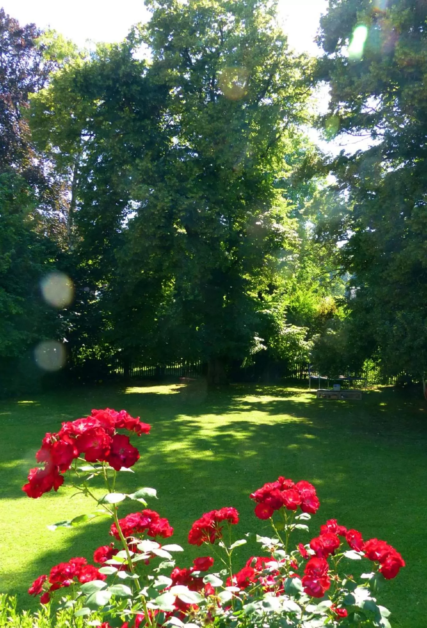 Garden in Bed and Breakfast unter den Linden