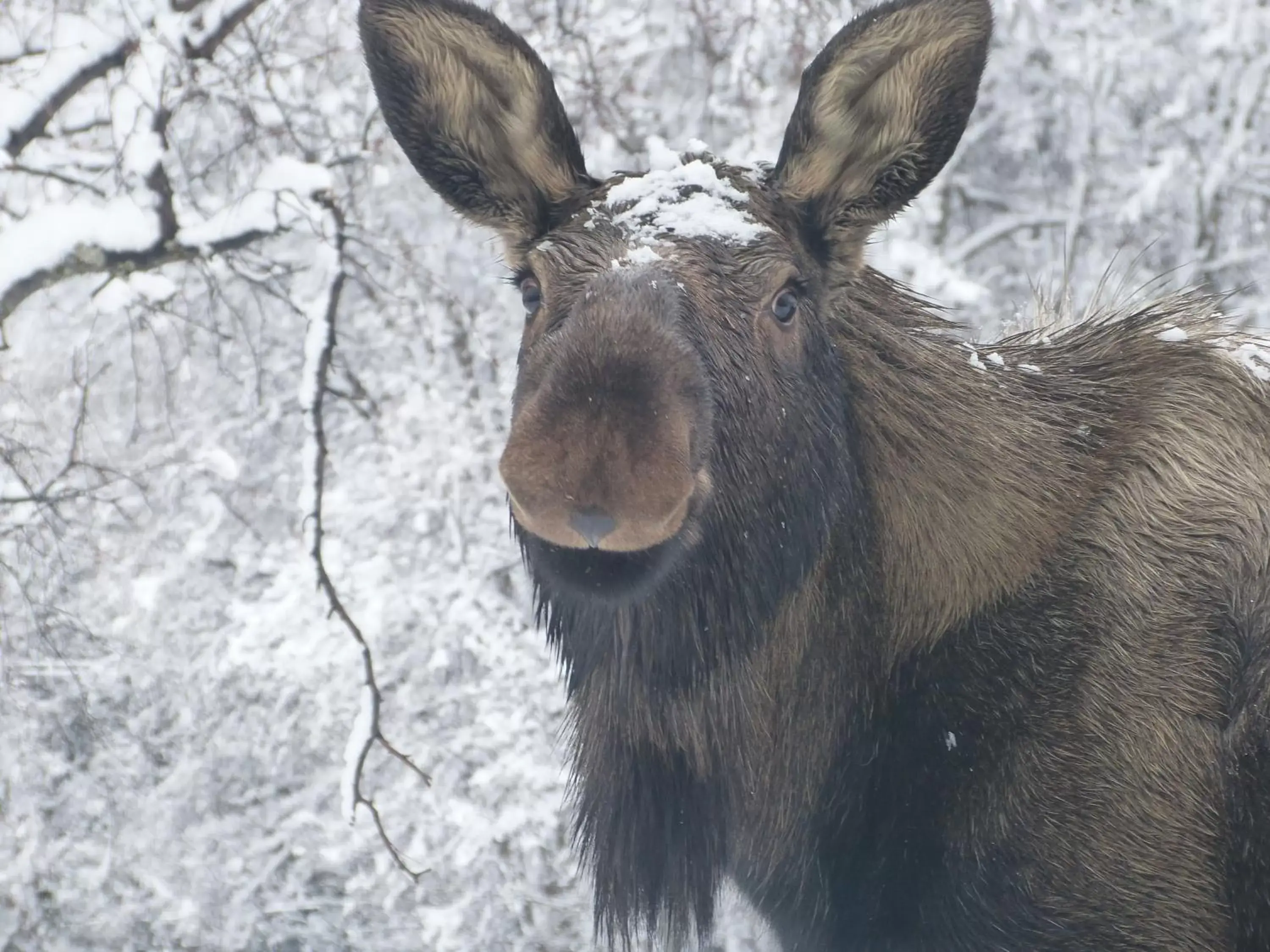 Winter, Other Animals in Halcyon Heights B&B/Inn