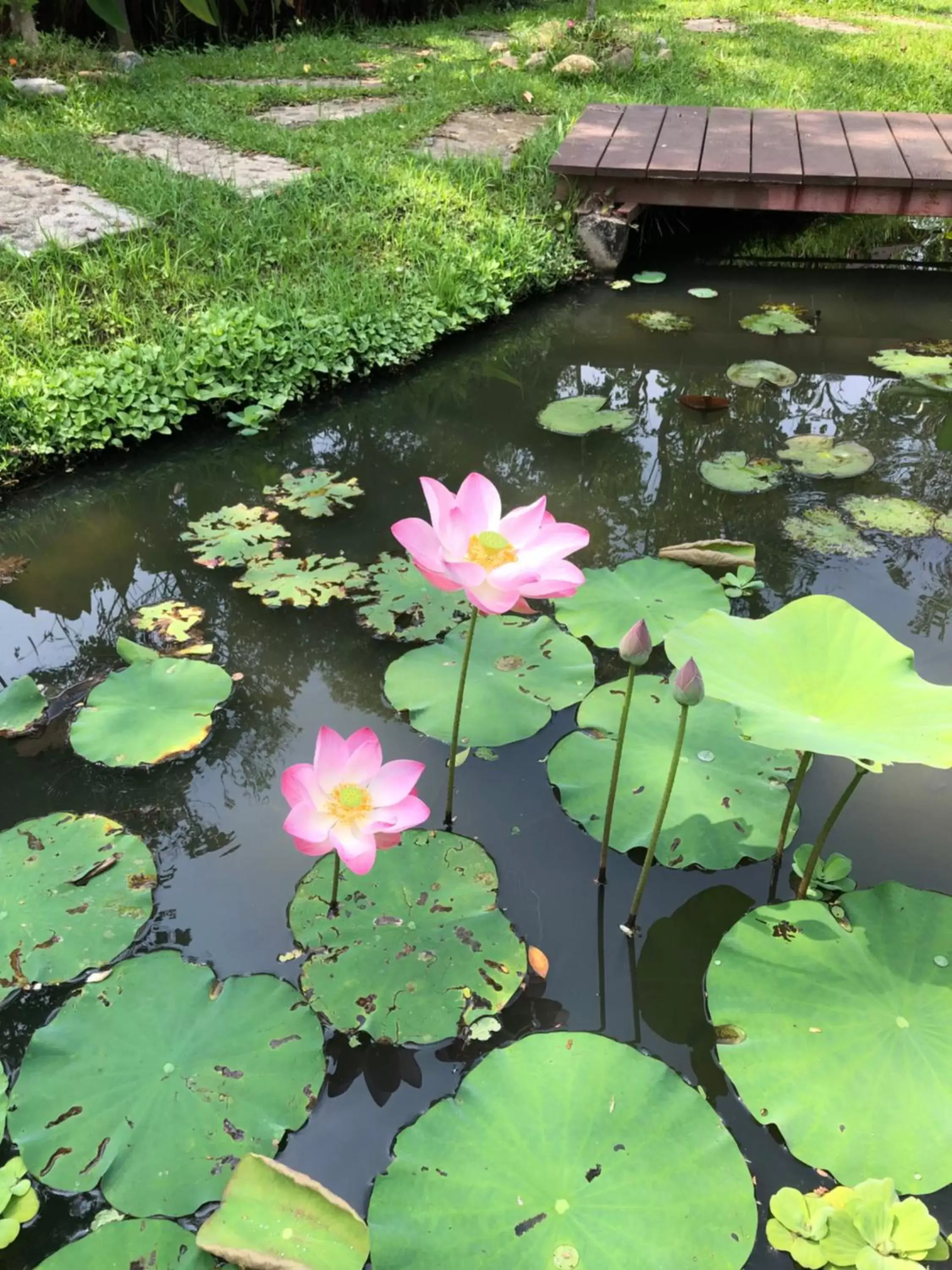 Garden in Pura Vida Pai Resort