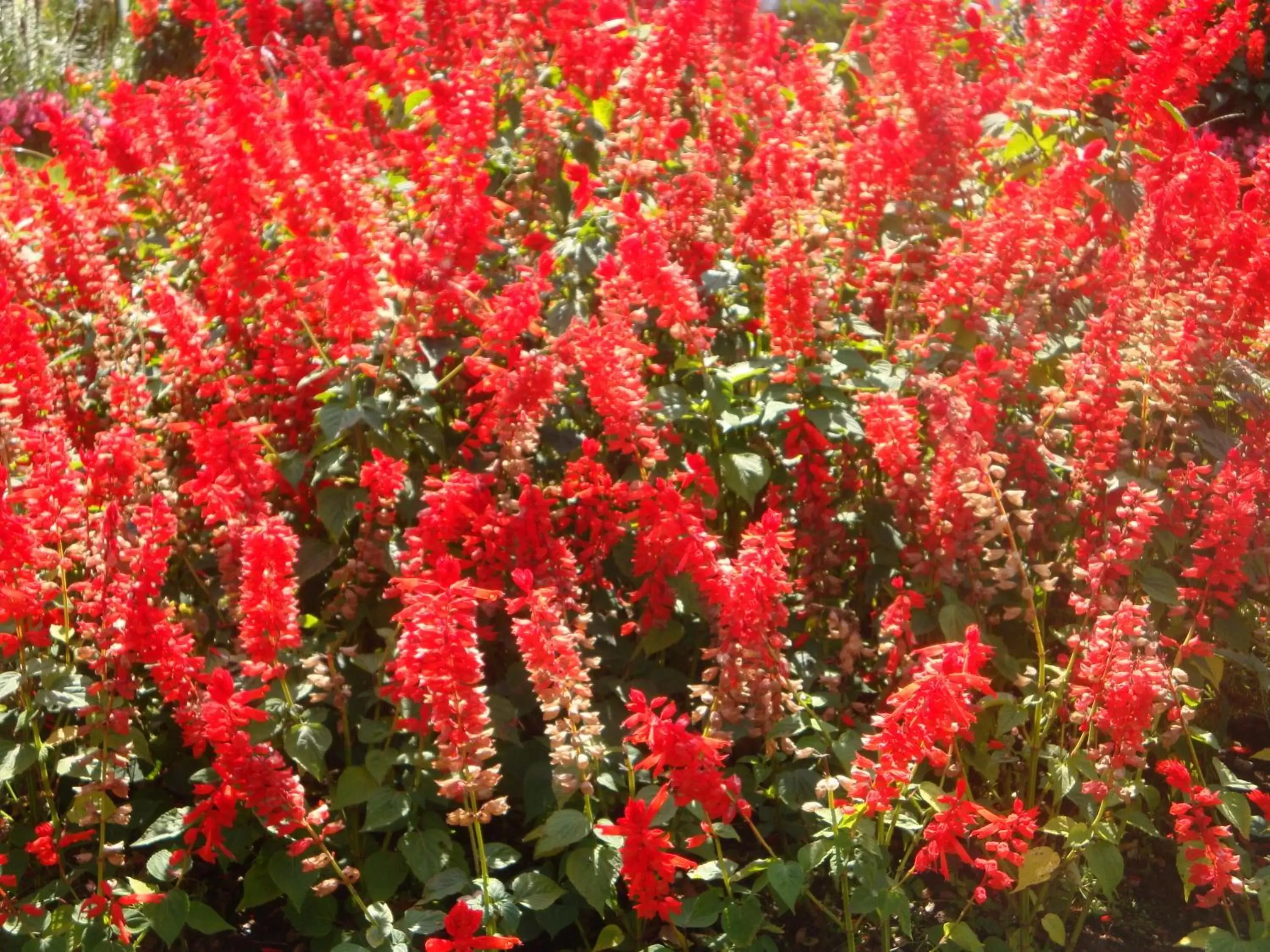 Garden in Maple Leaf Inn Lake Placid