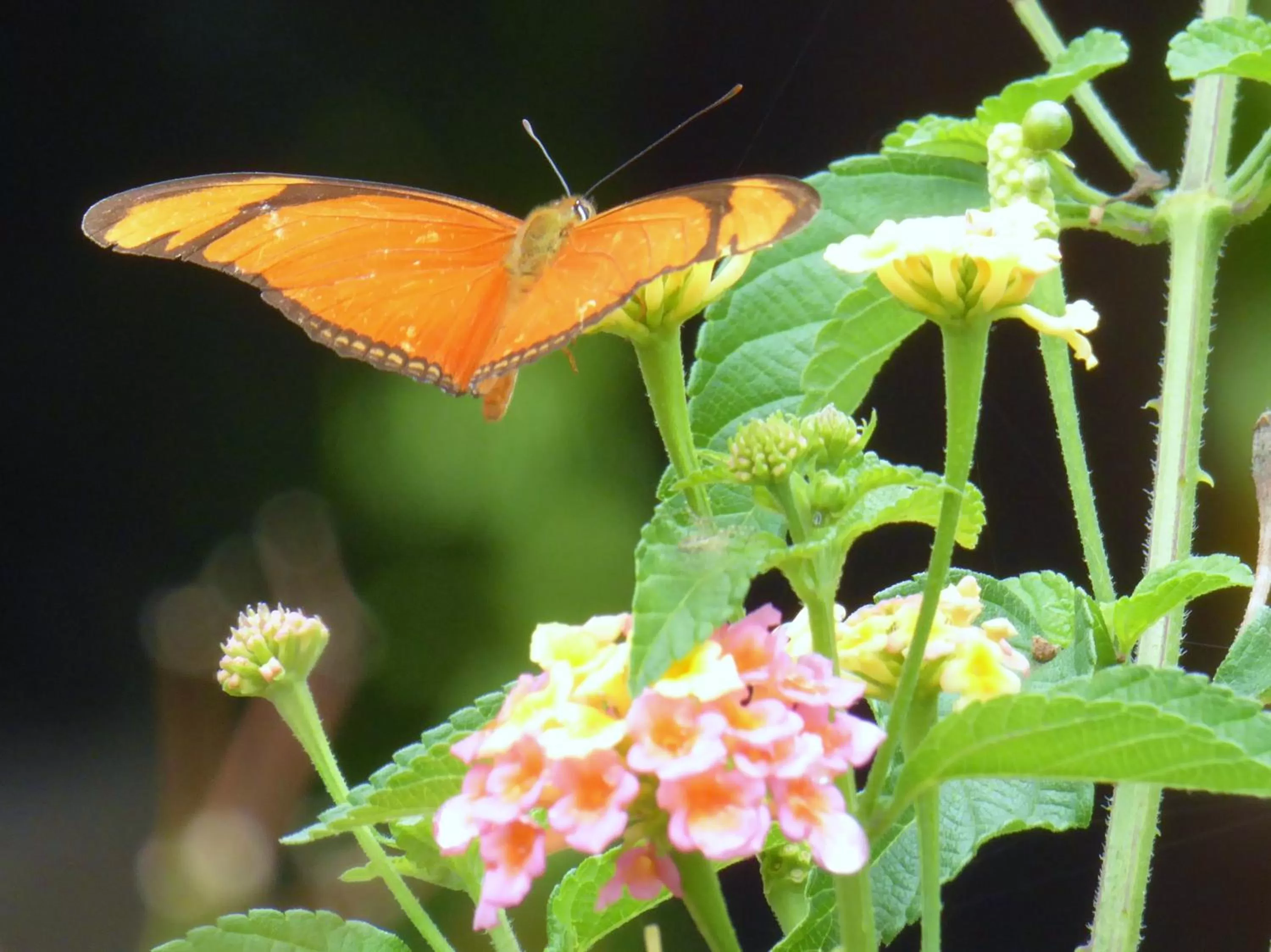 Animals in Finca El Cielo