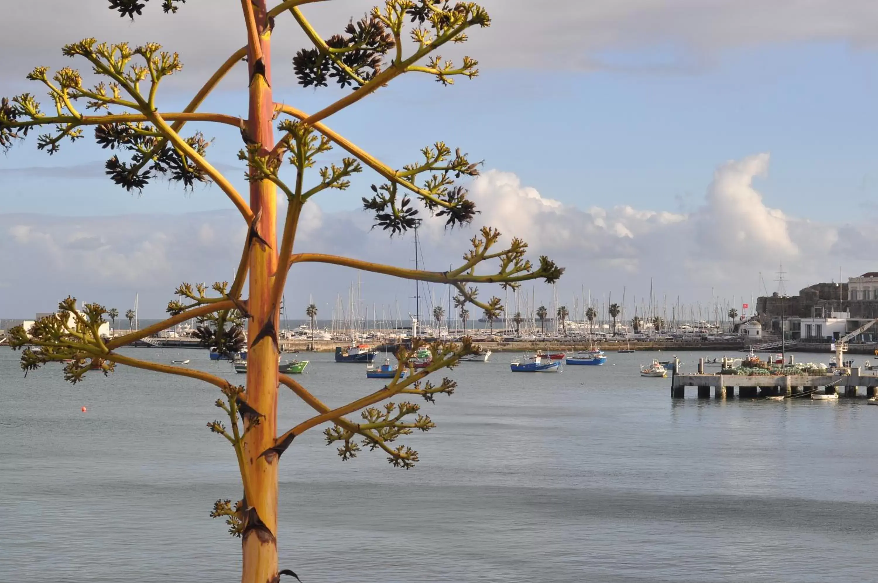 View (from property/room) in Manelisa Cascais