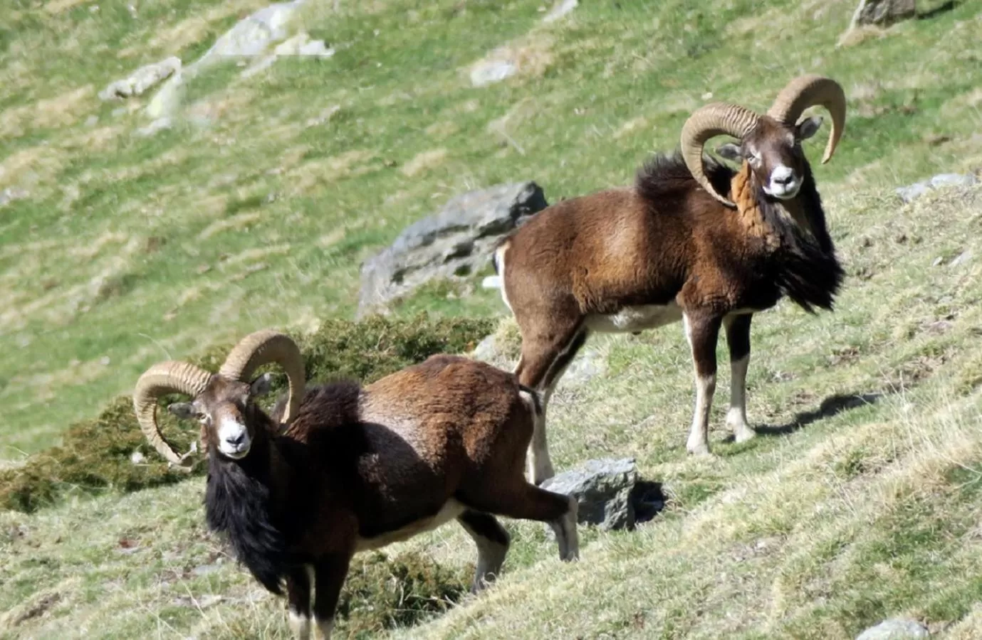 Animals in Serrat del Vent - Adults only