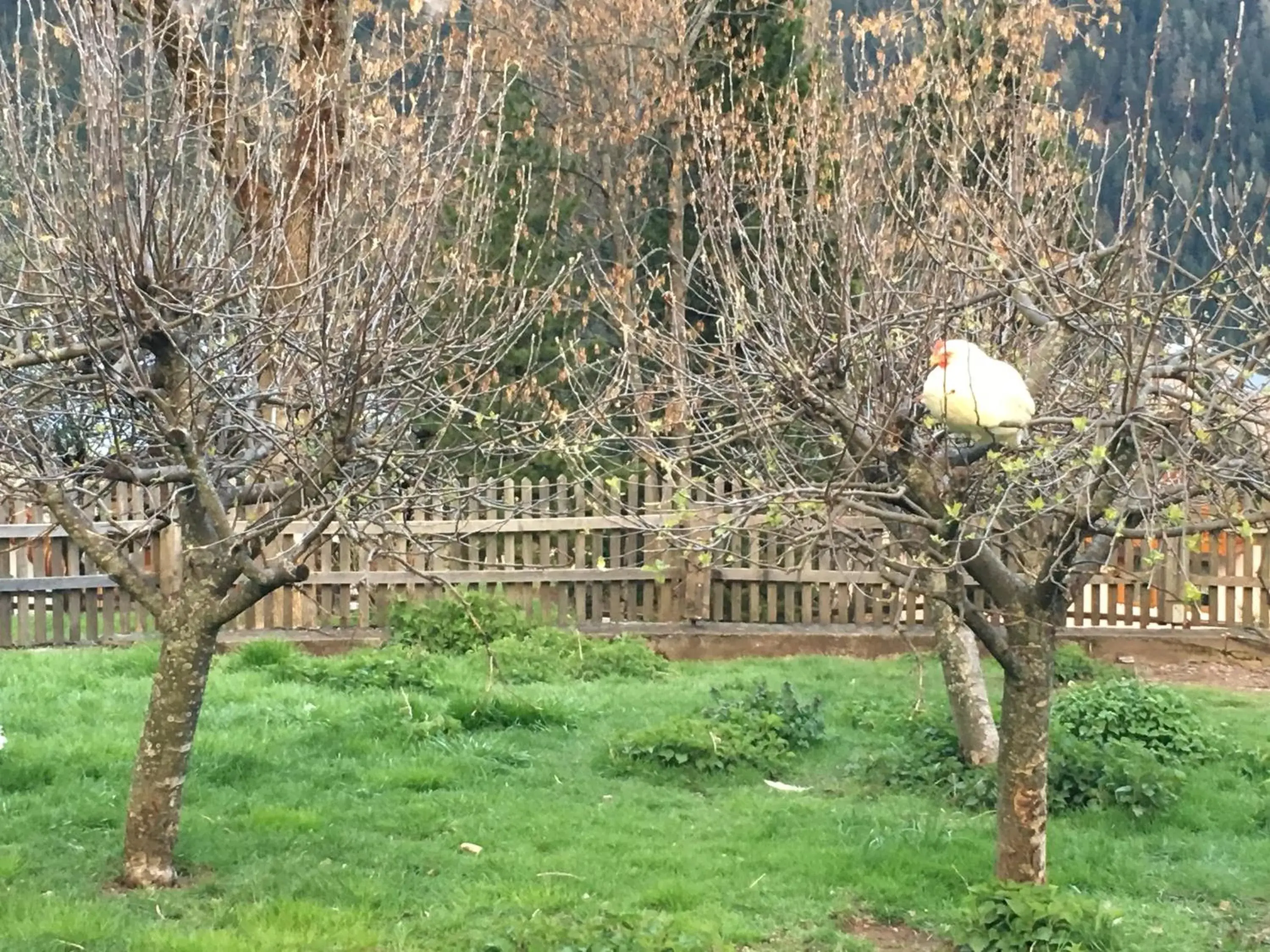 Animals, Garden in Garni Enrosadira