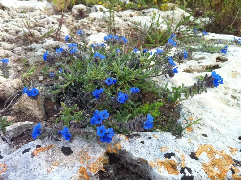 Other in Masseria Pelosella B&B Other in Masseria Pelosella B&B