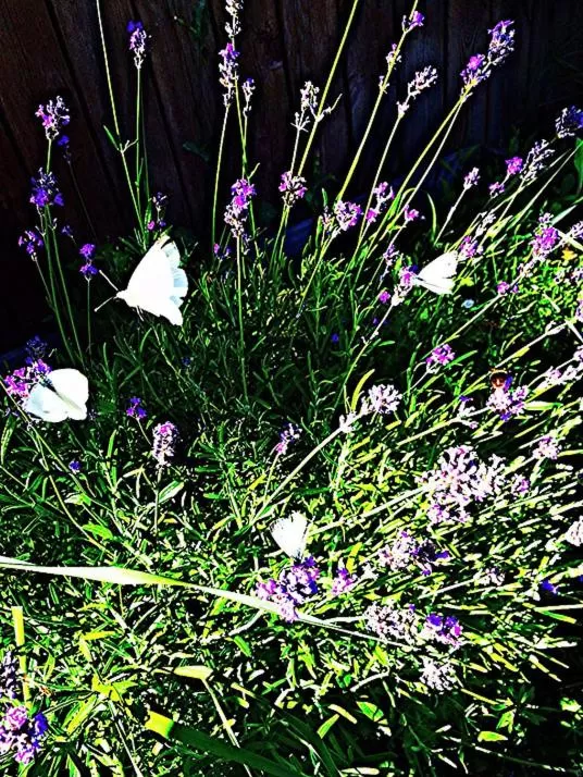 Balcony/Terrace in Woodstock B & B Studios