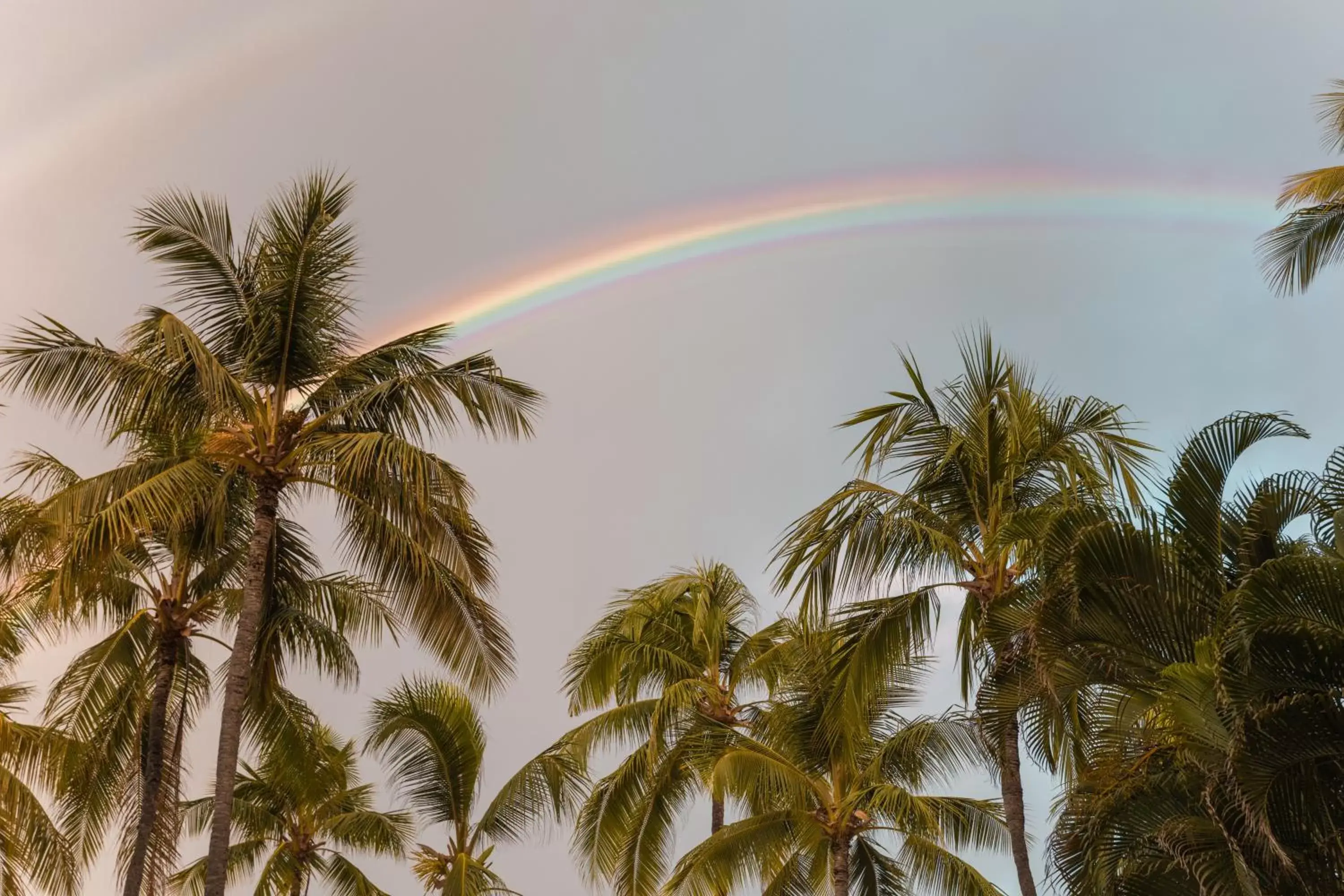 View (from property/room) in Ohia Waikiki Studio Suites