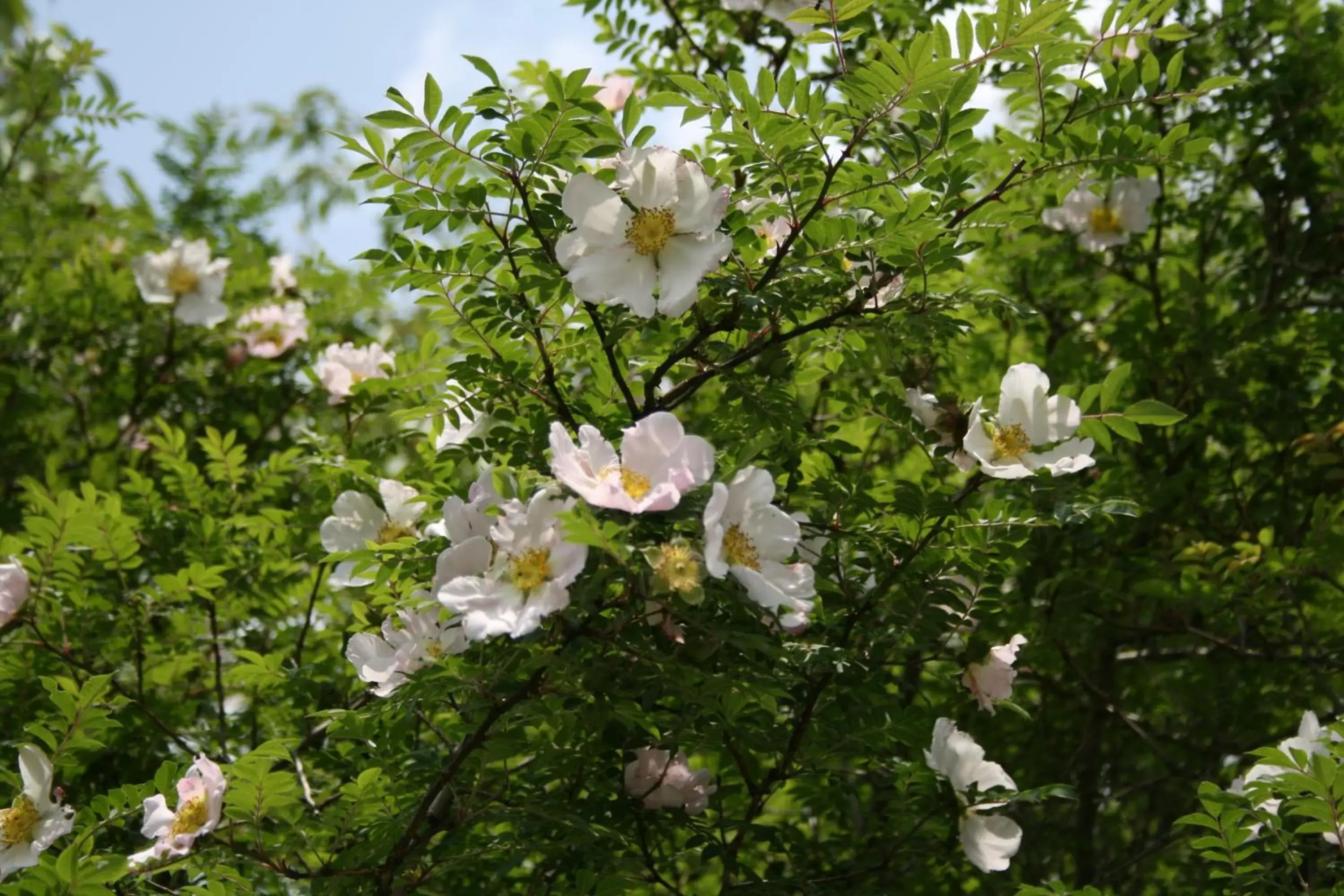 Facade/entrance in Senkyoro Facade/entrance in Senkyoro