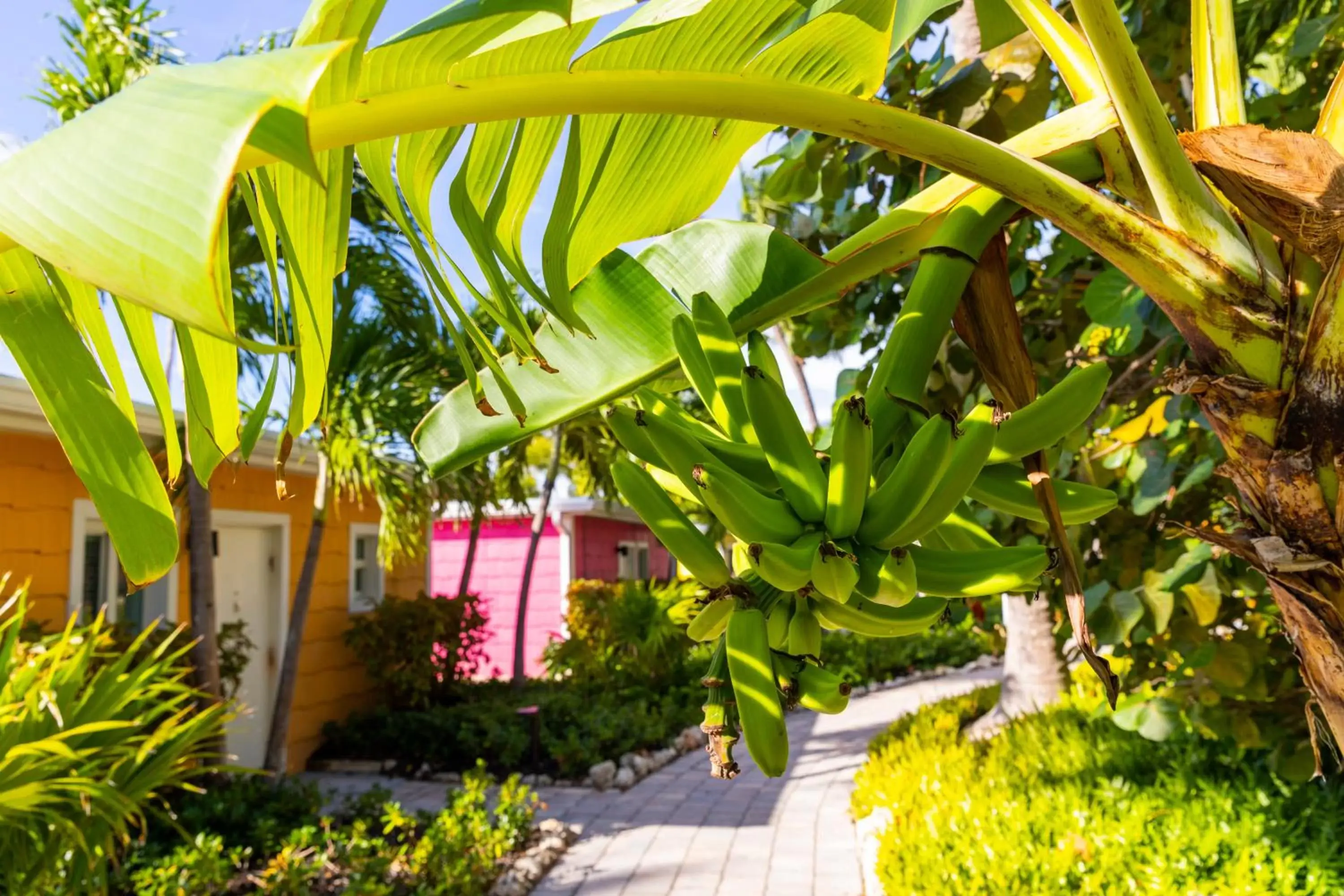 Garden in La Siesta Resort & Villas