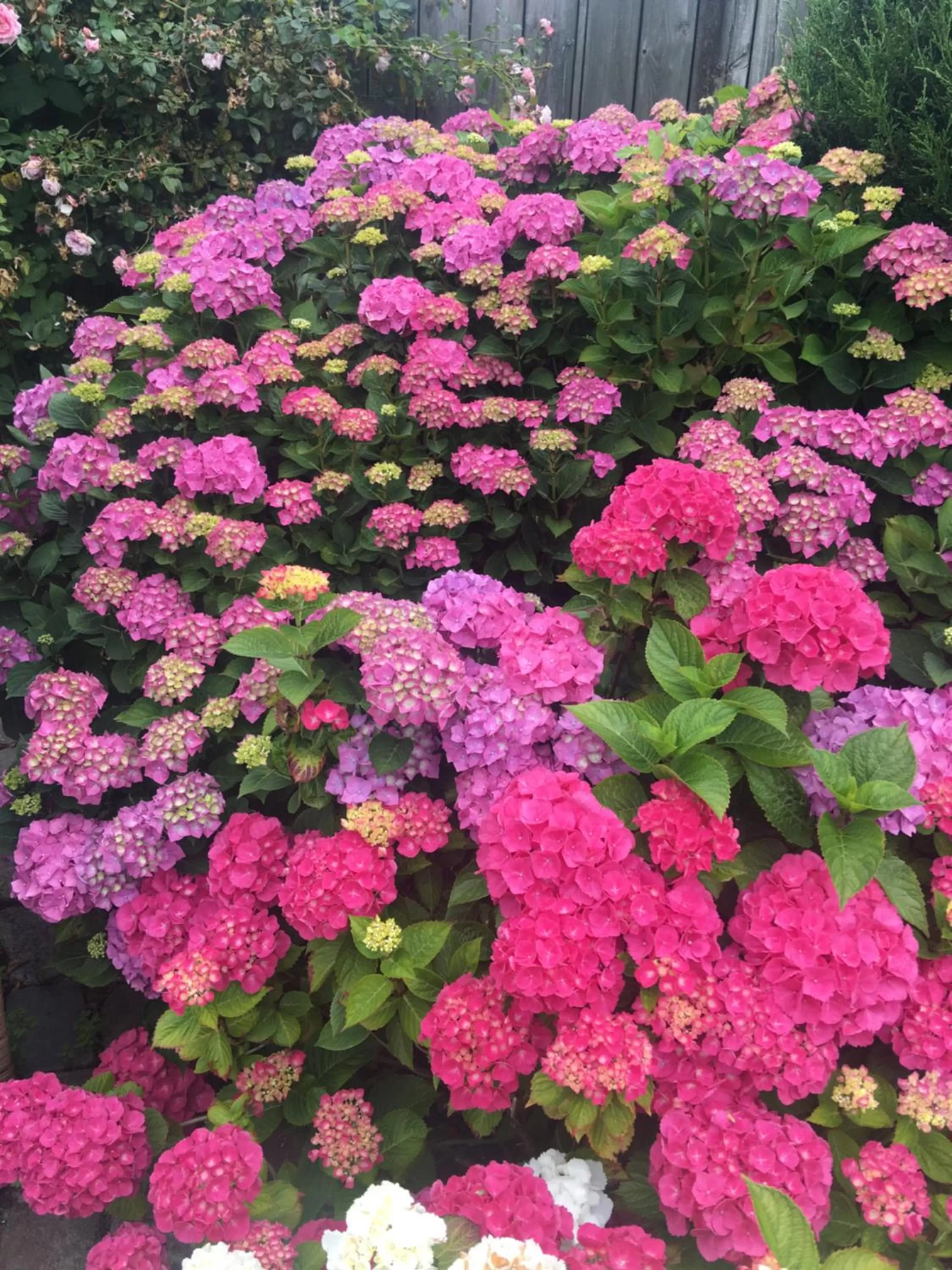 Garden in Hotel Bed & Breakfast am Dom