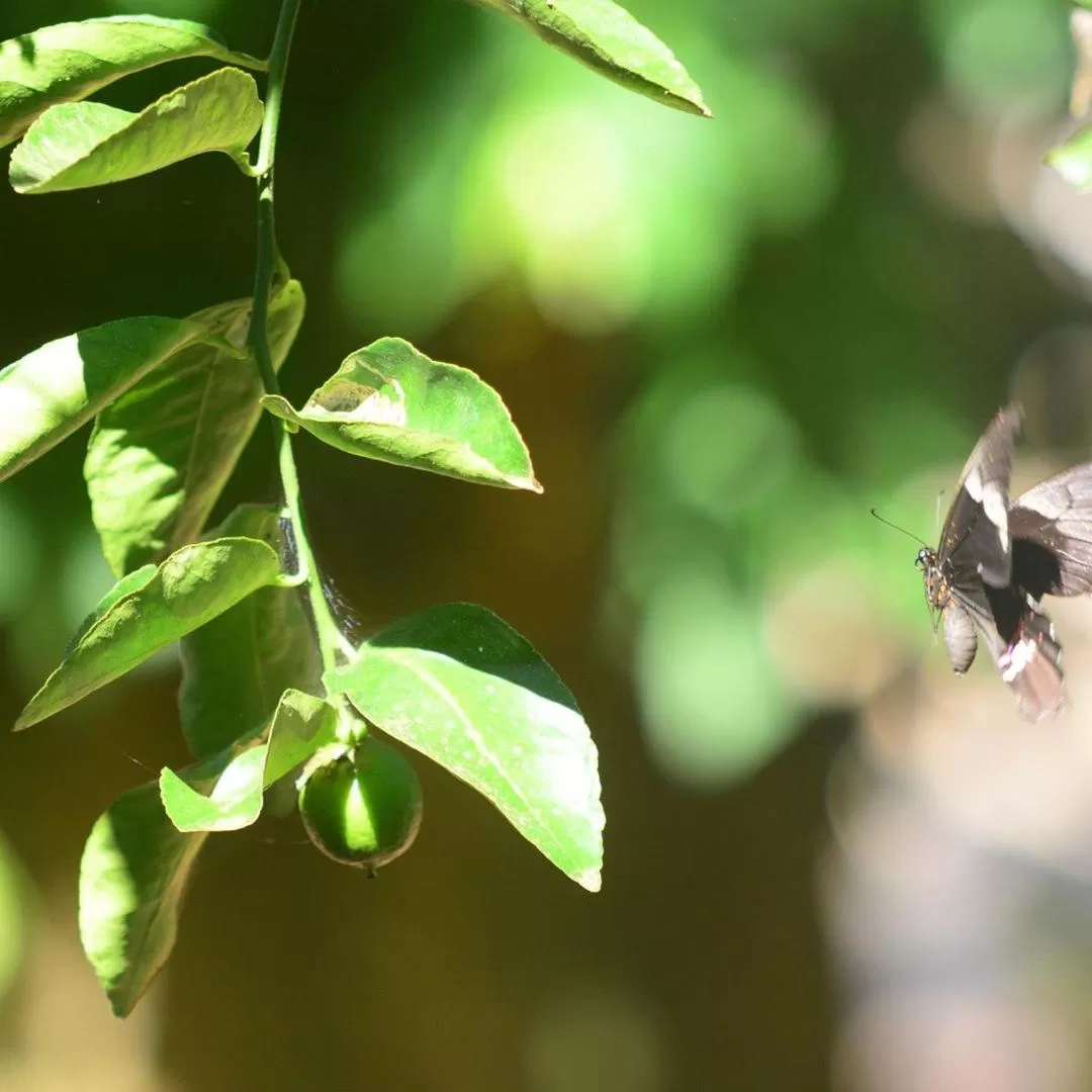 Pousada A Marca do Faraó
