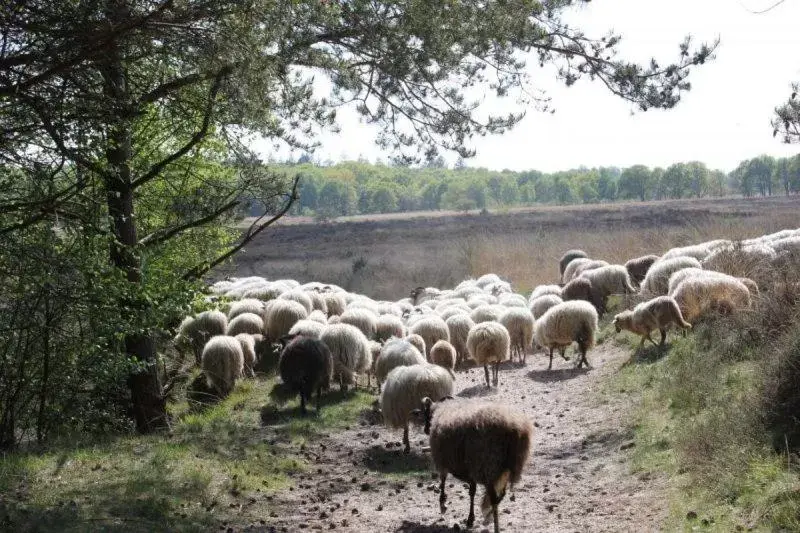 Nearby landmark, Other Animals in LUDIEK eten en slapen