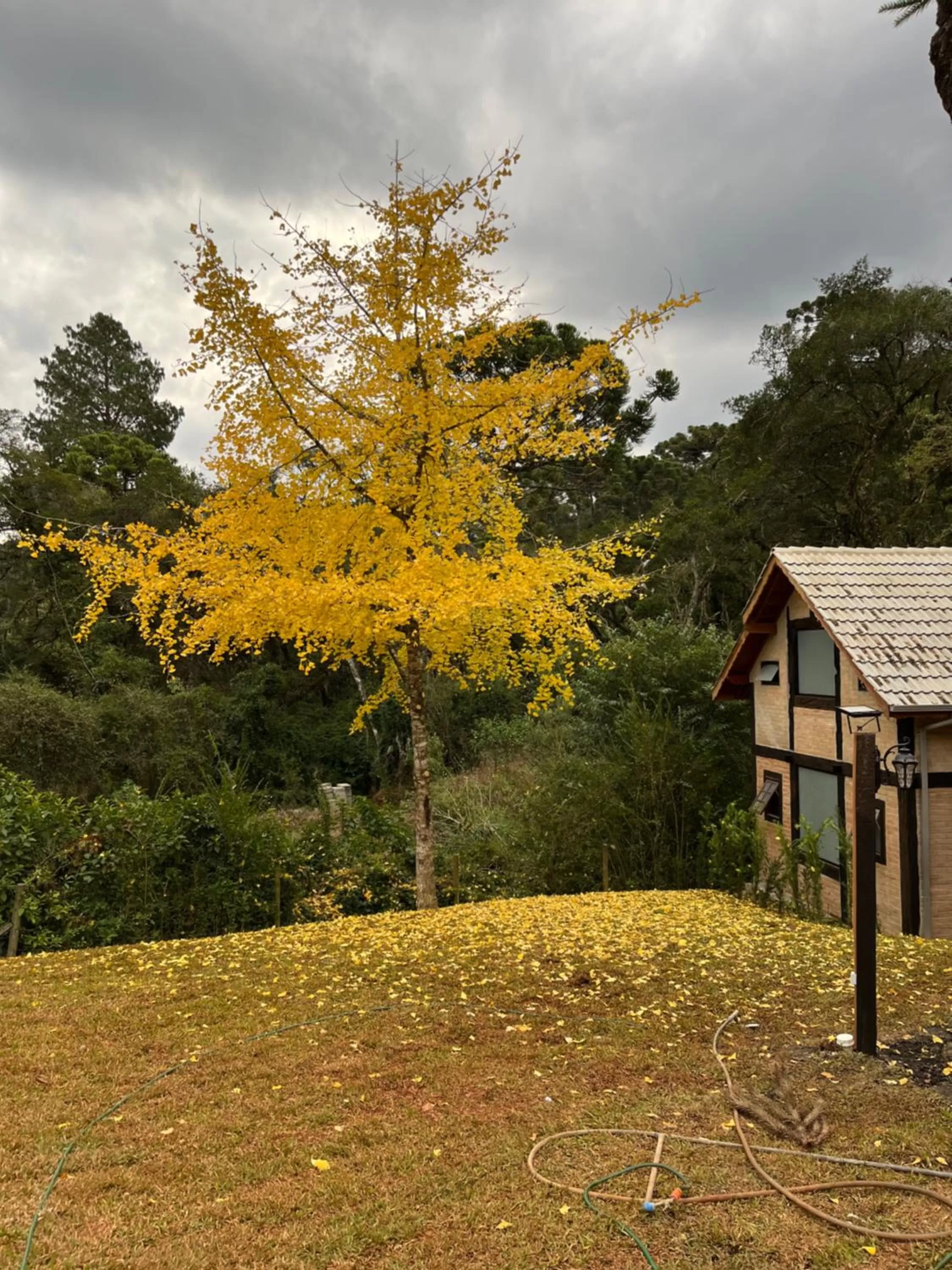 Garden in Pousada Dona Bendita