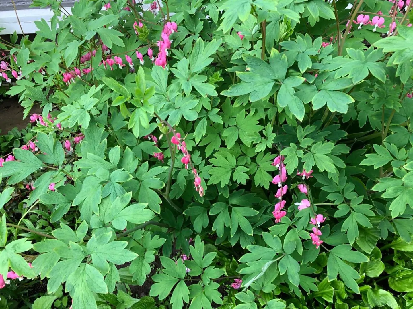 Garden view in Braeside Country Inn