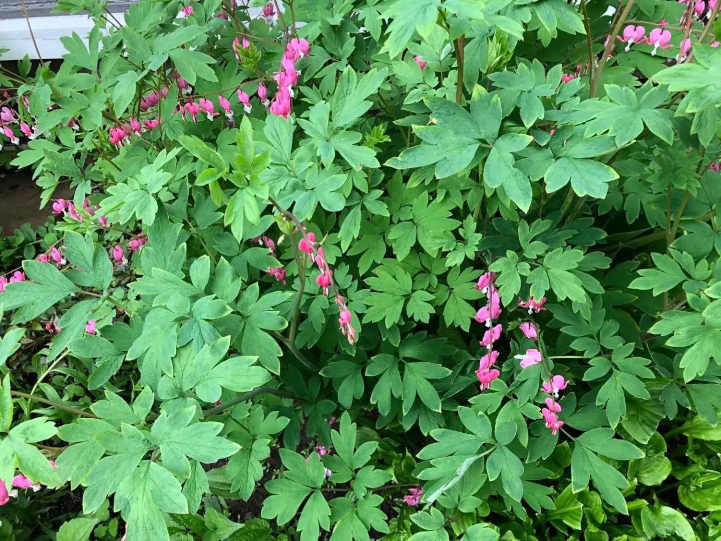 Garden in Braeside Country Inn