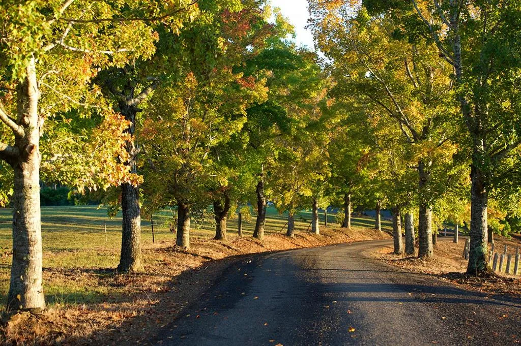 Clarendon Forest Retreat