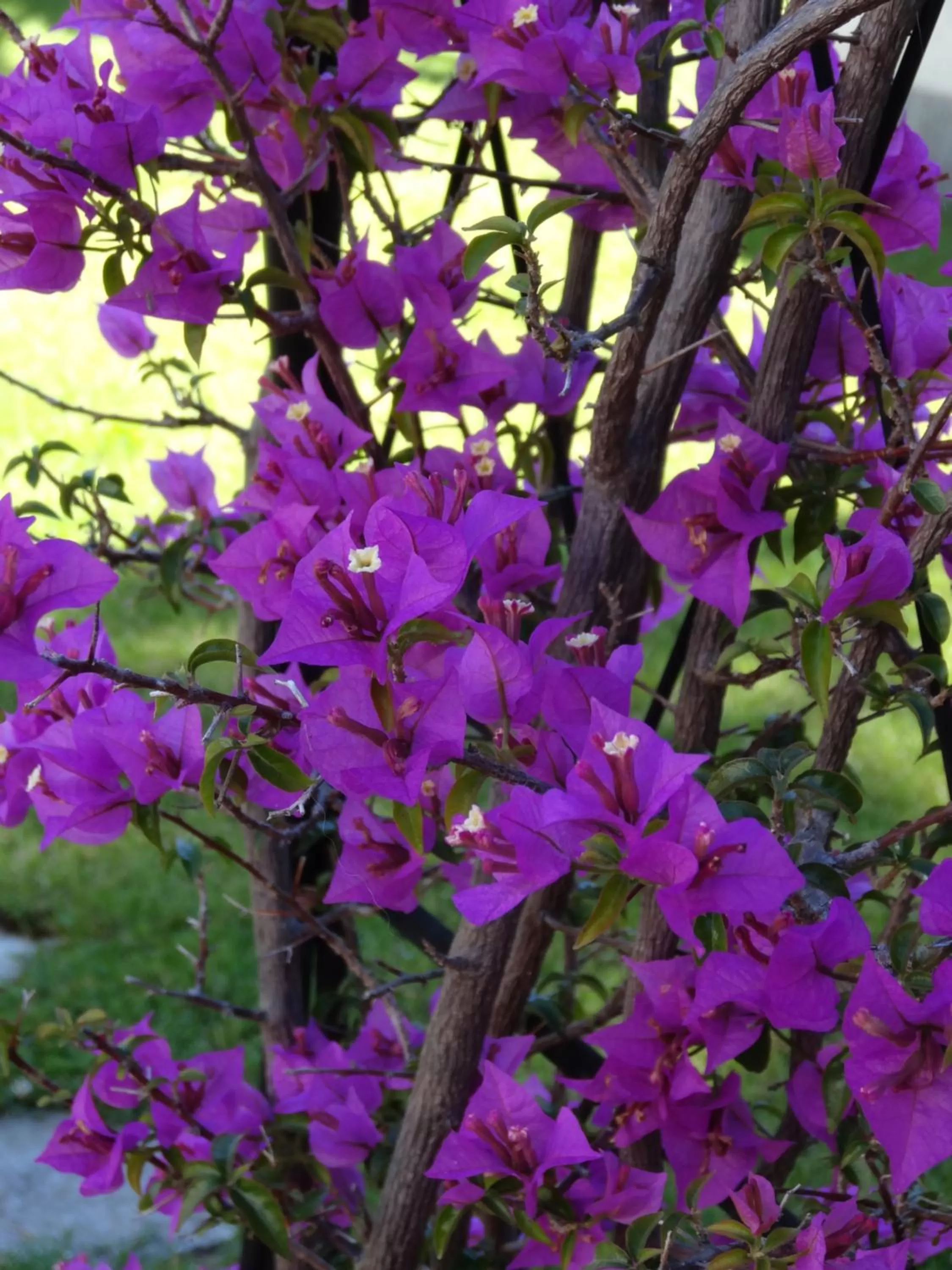 Garden in Residence Aurora Wellness & Spa