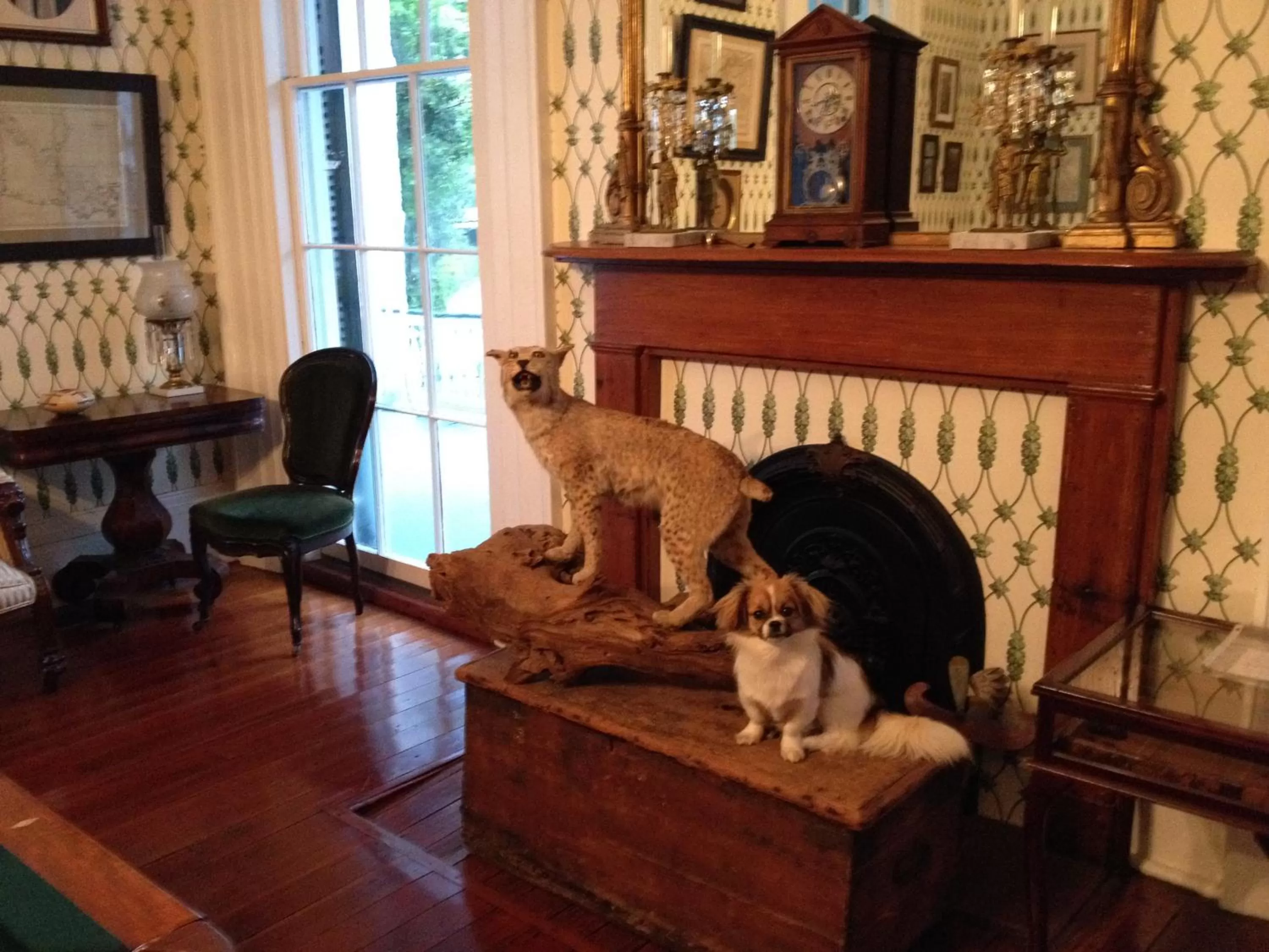 Decorative detail, Pets in Stone House Musical B&B