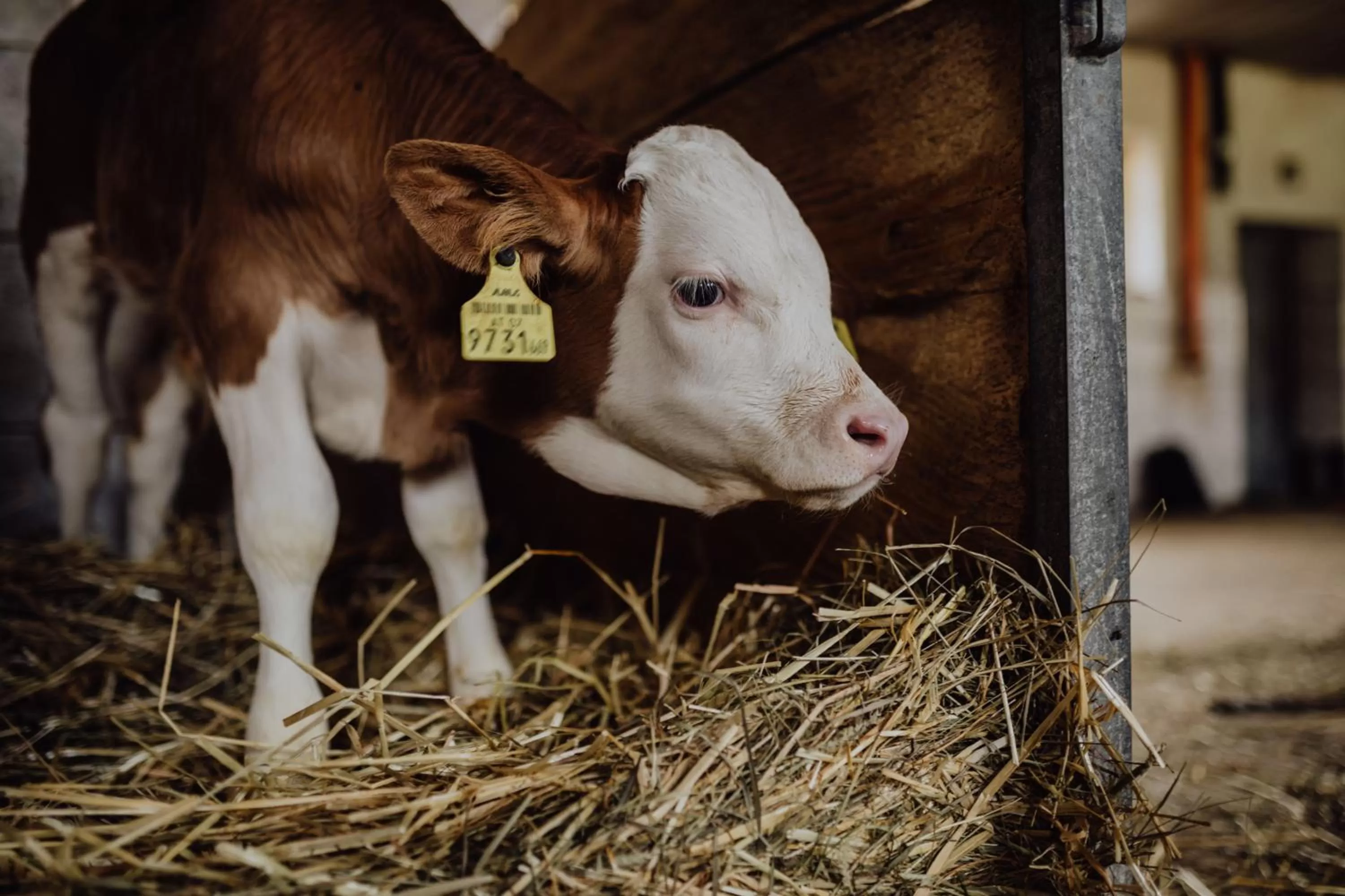Natural landscape, Pets in Panorama Hotel Gasthof Leidingerhof