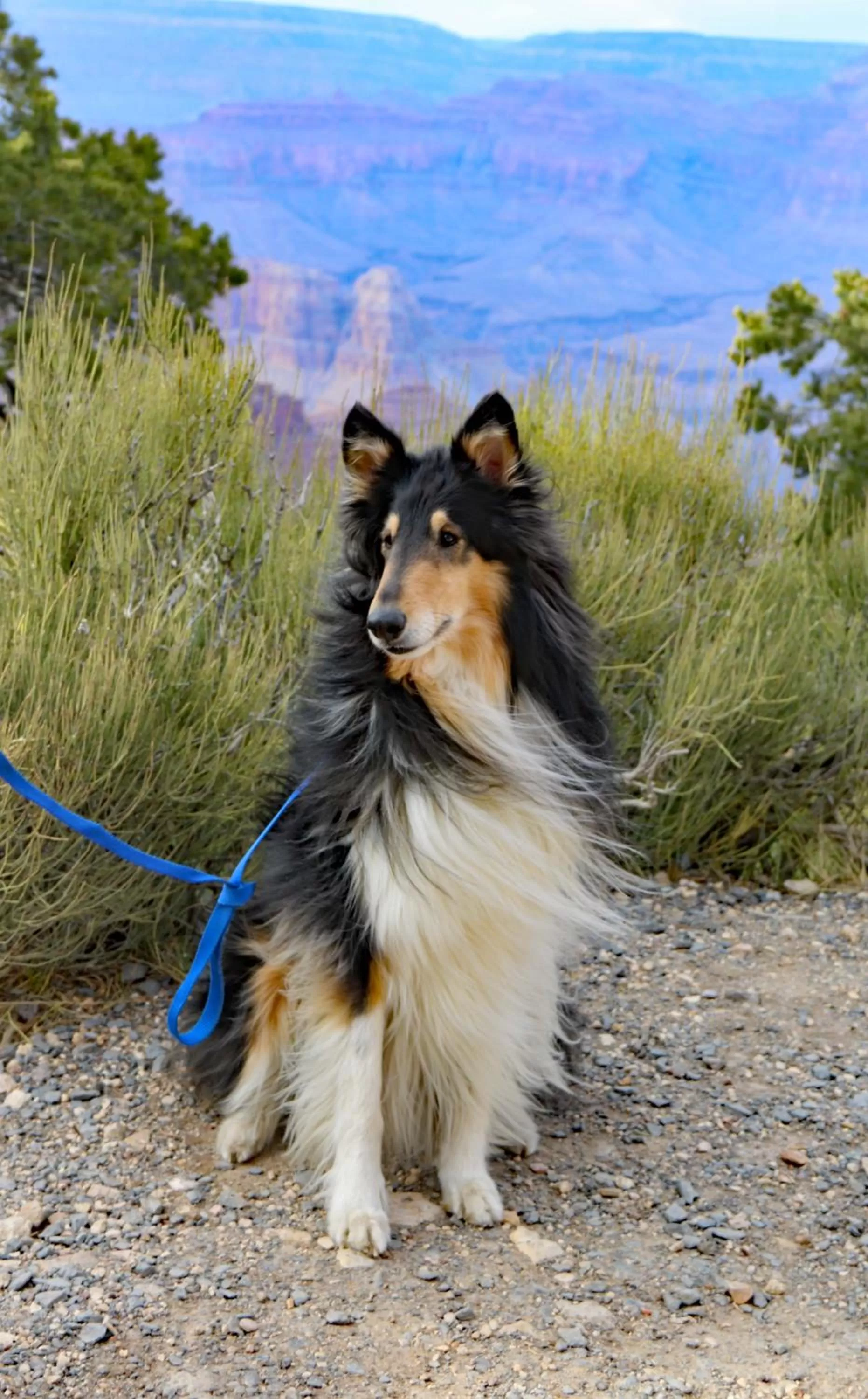 Pets in Sheridan House Inn- Adult Only Accommodation