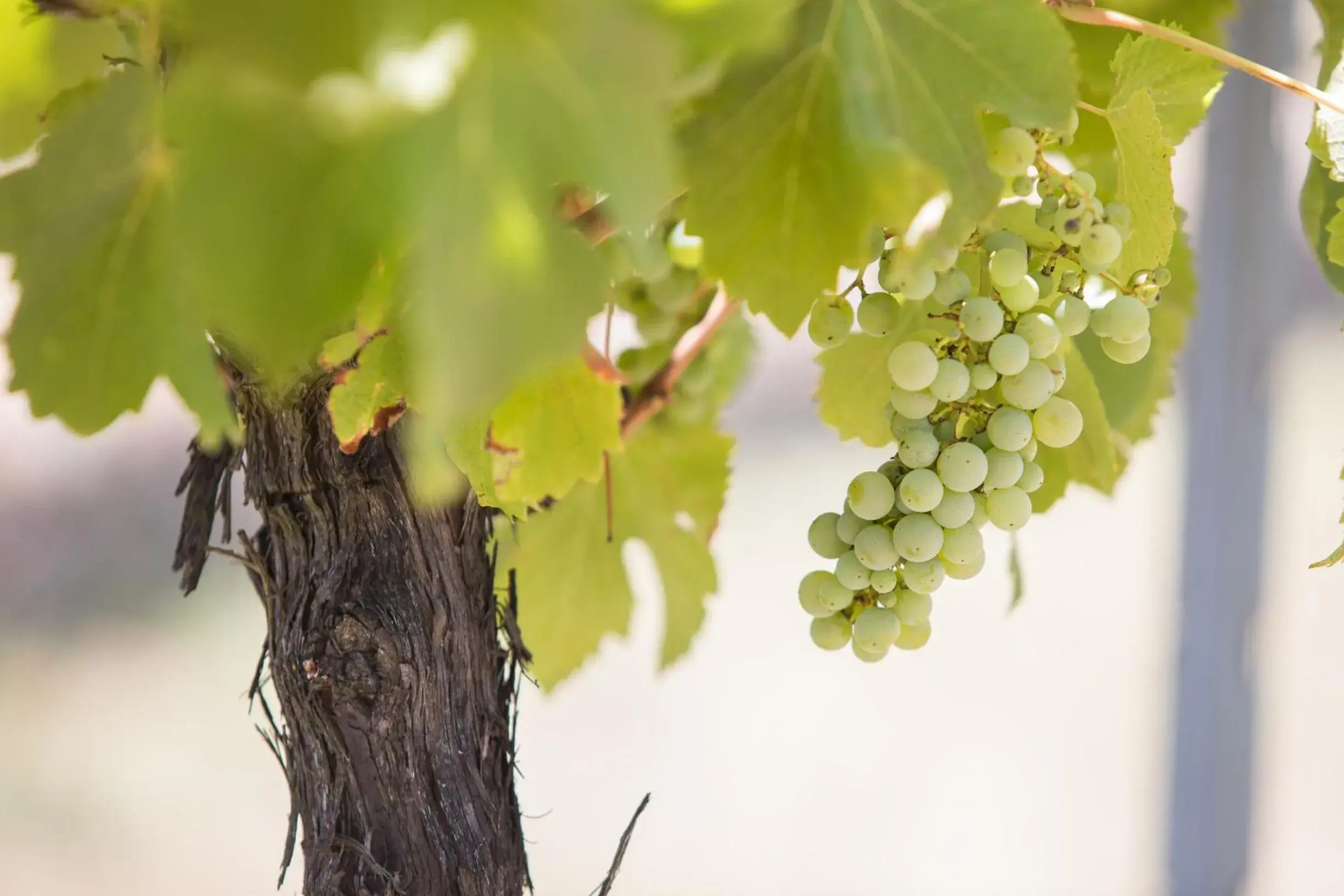 Natural landscape in Petersons Armidale Winery and Guesthouse