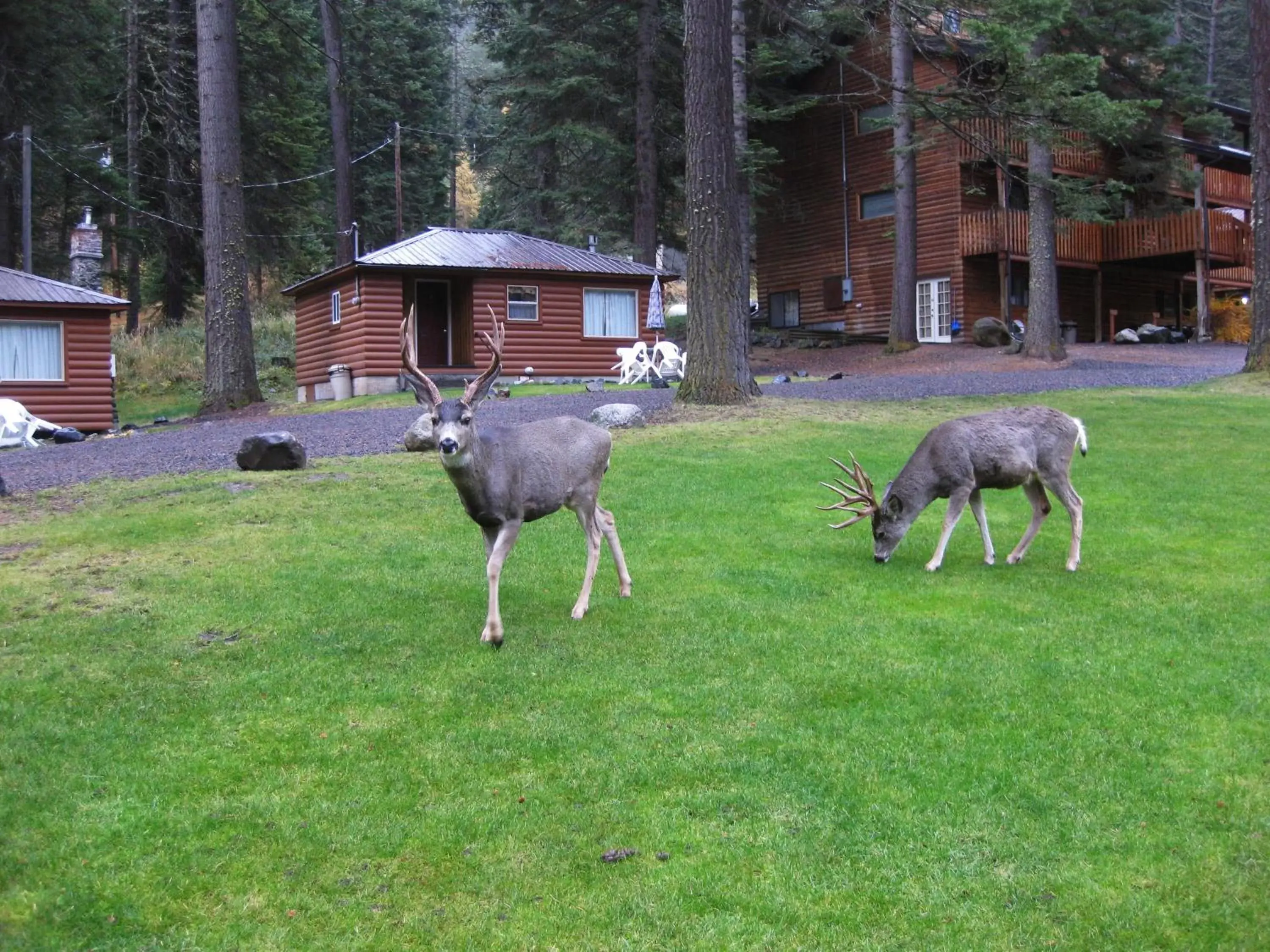 View (from property/room), Other Animals in Eagle Cap Chalets