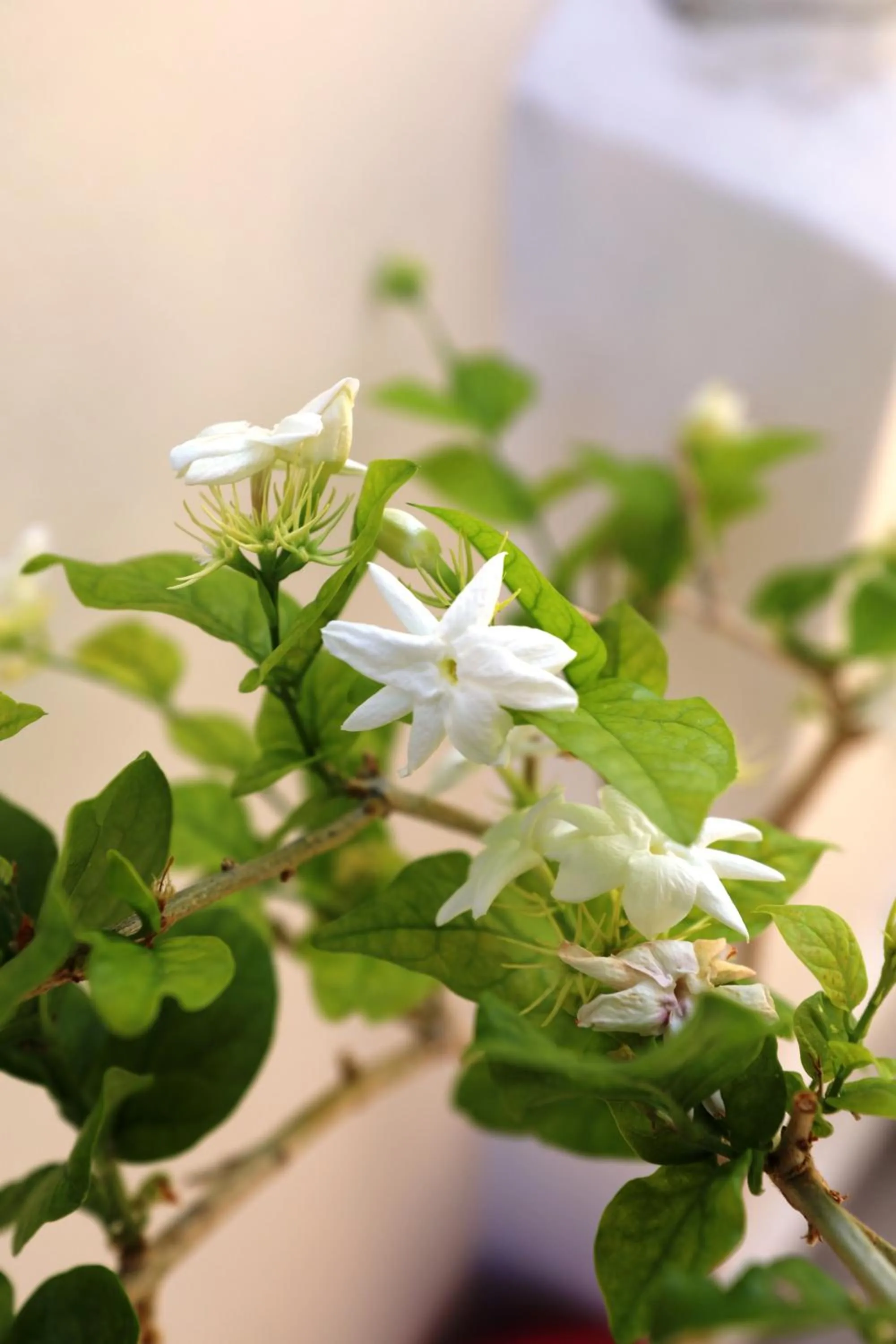 Dimitra Boutique Hotel