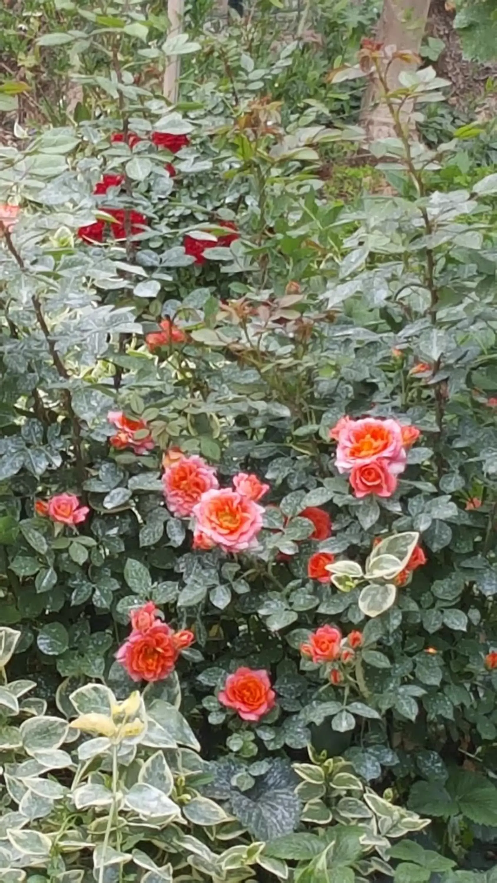 Garden in Orto degli Ulivi