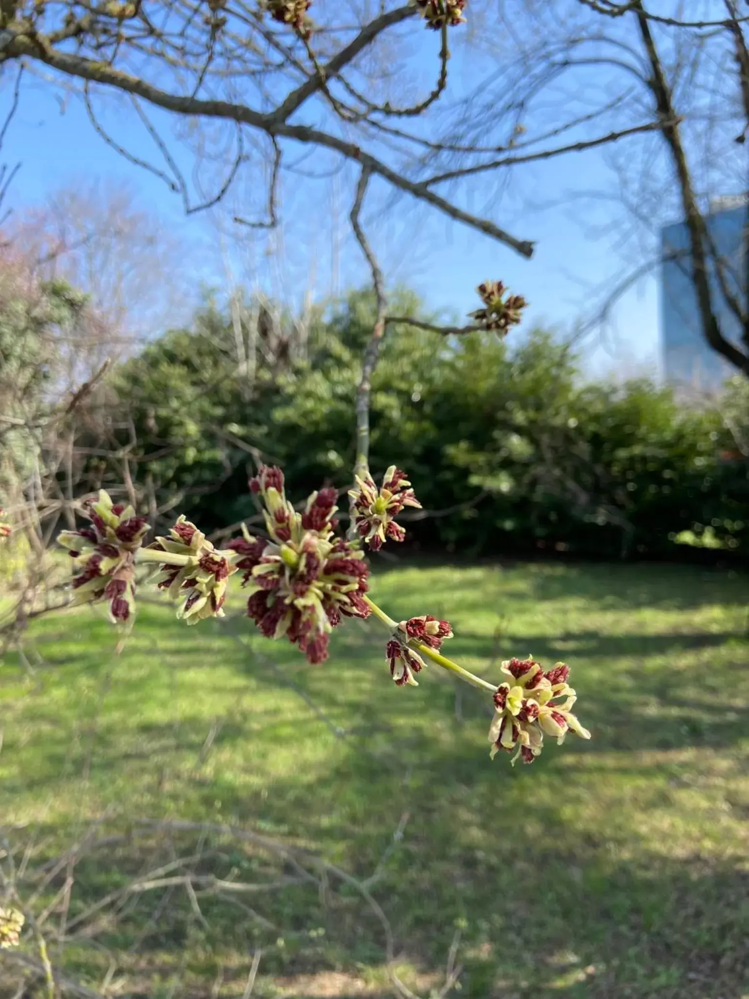 Garden in Acero Giallo