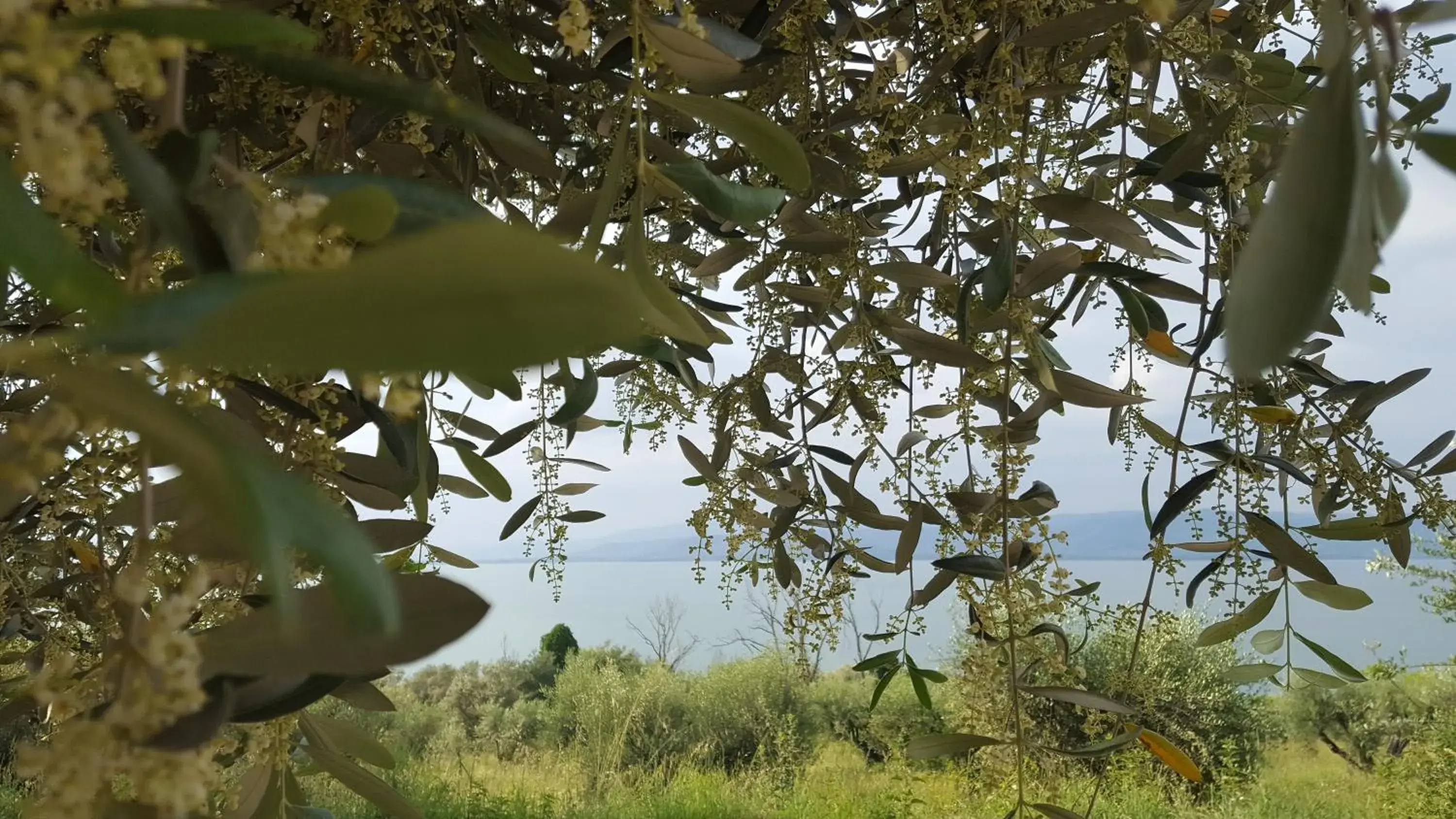 Natural landscape in Hotel La Torre