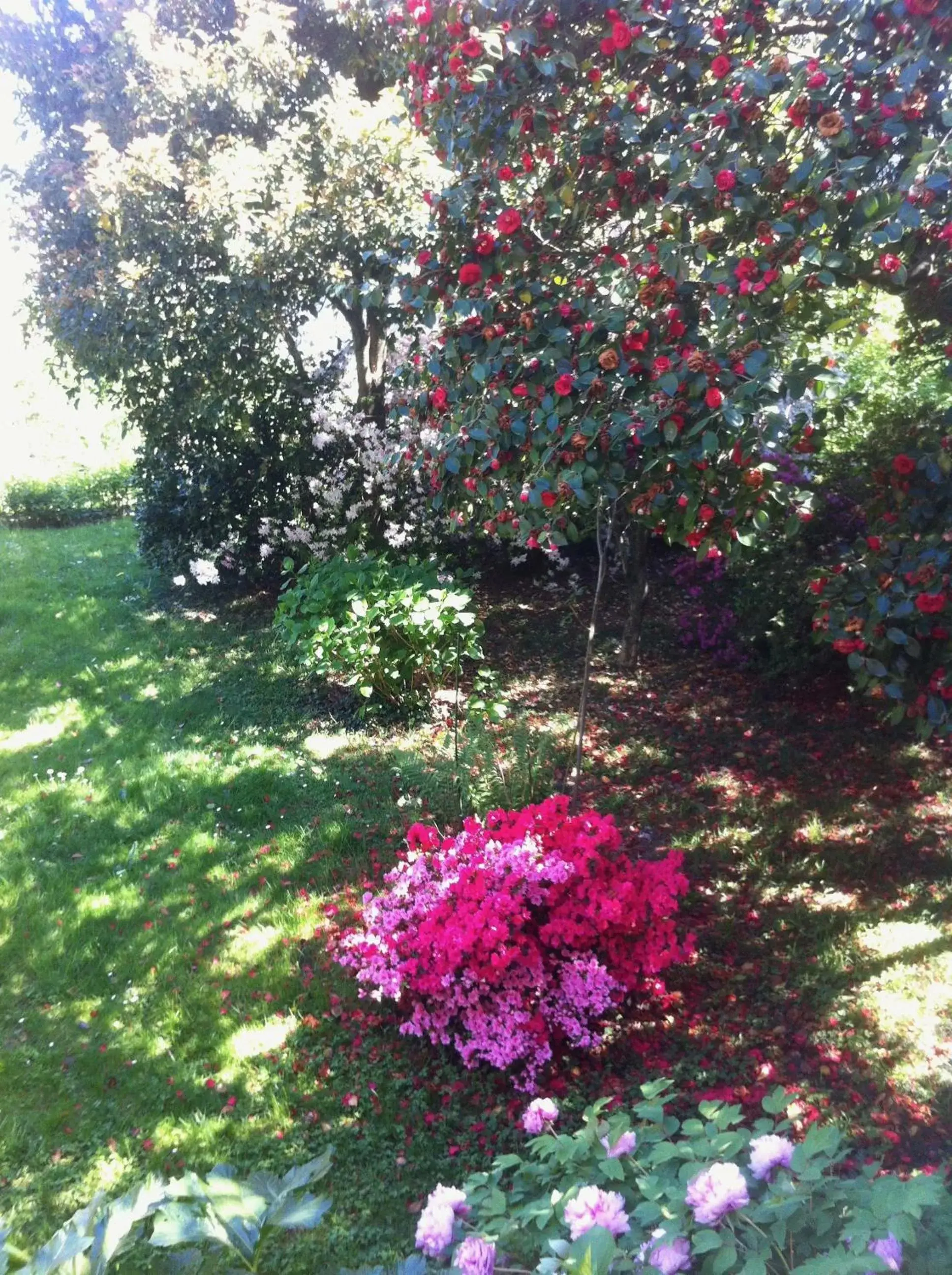 Garden view, Garden in Villa Corti