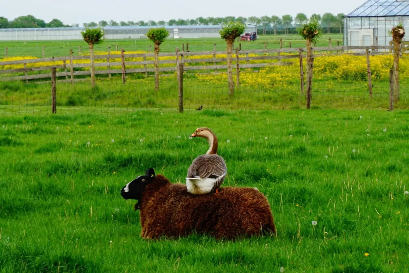 Natural landscape, Other Animals in B & B De Gouwe Plek