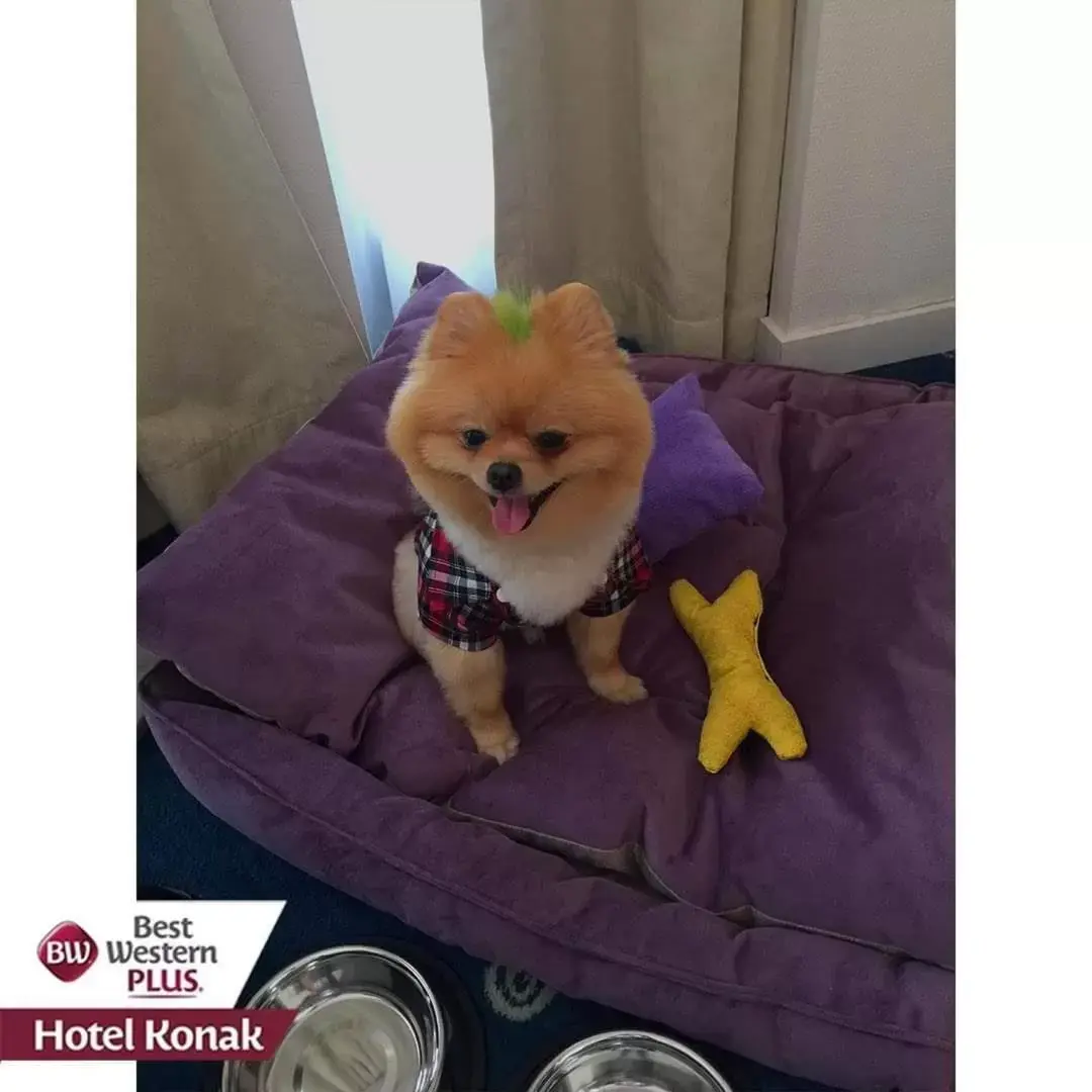 Animals, Pets in Best Western Plus Hotel Konak