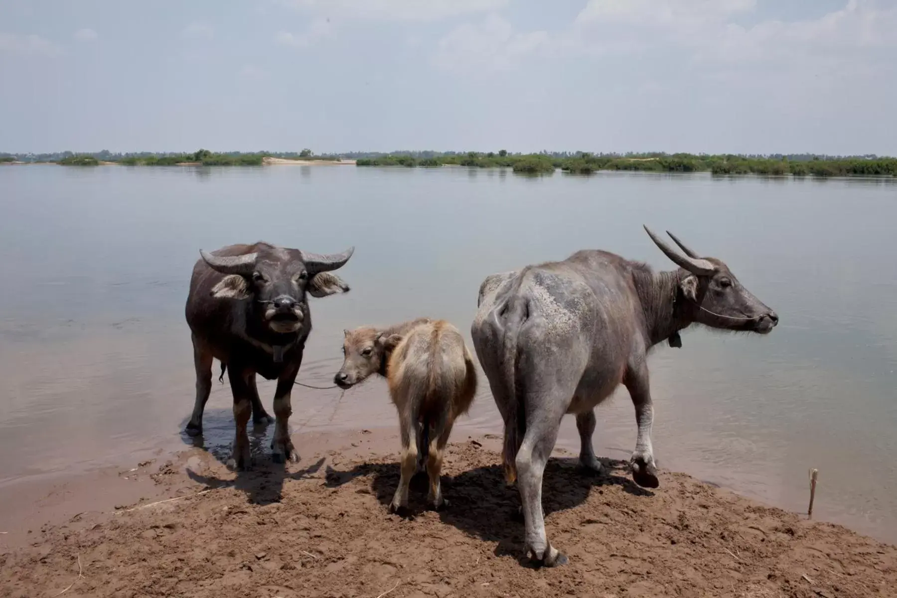 Natural landscape, Other Animals in Soriyabori Villas Resort