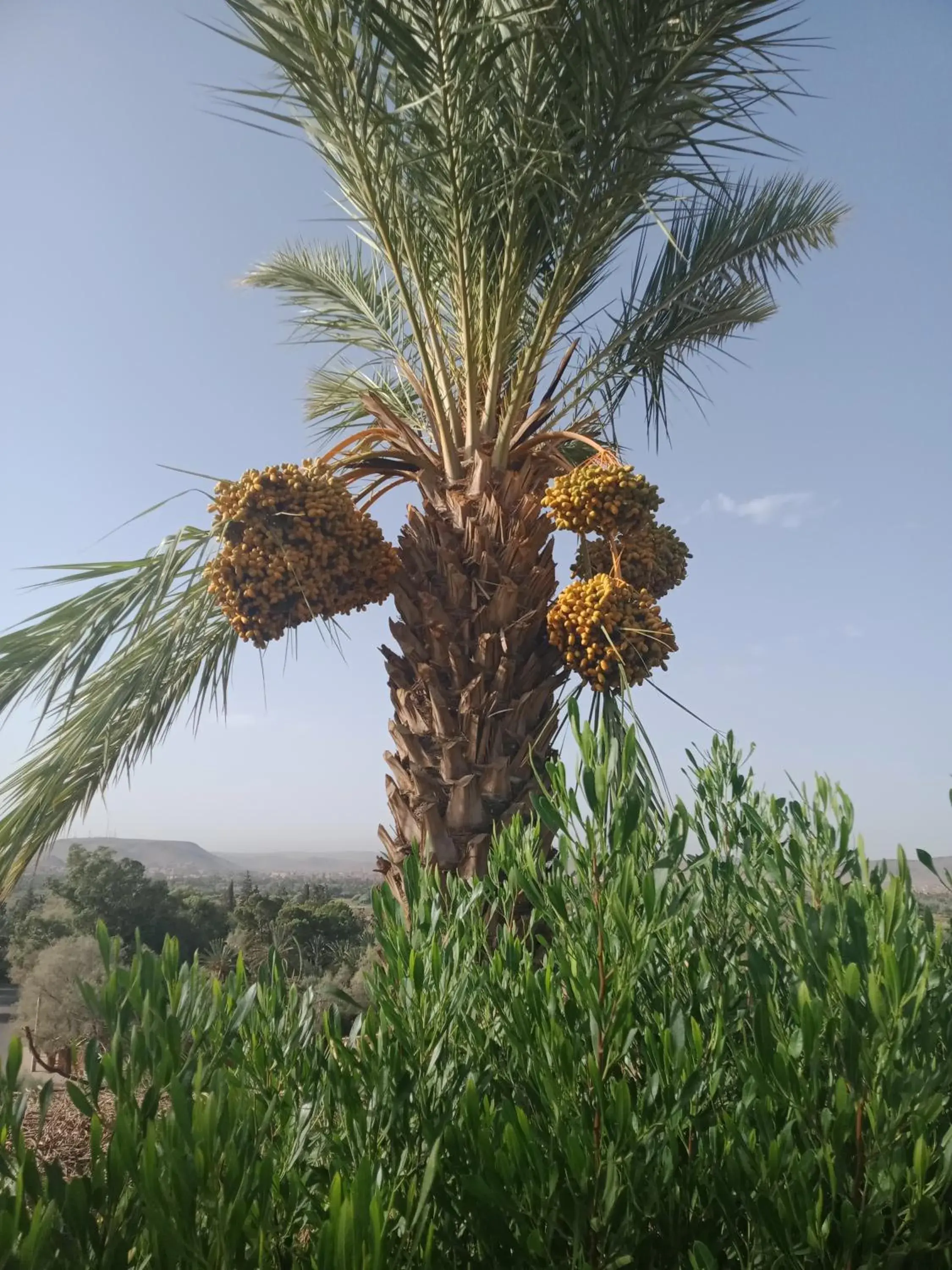 Natural landscape in Kenzi Azghor Hotel