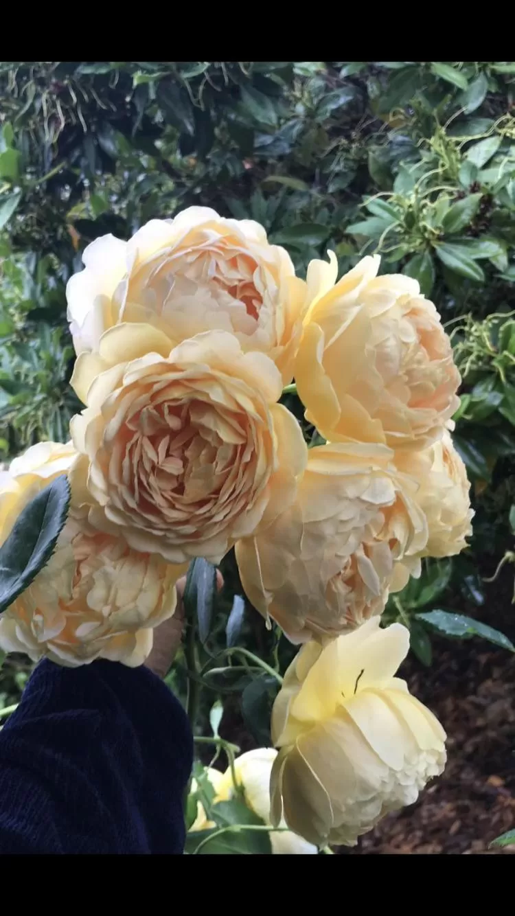 Hillside Bed and Breakfast