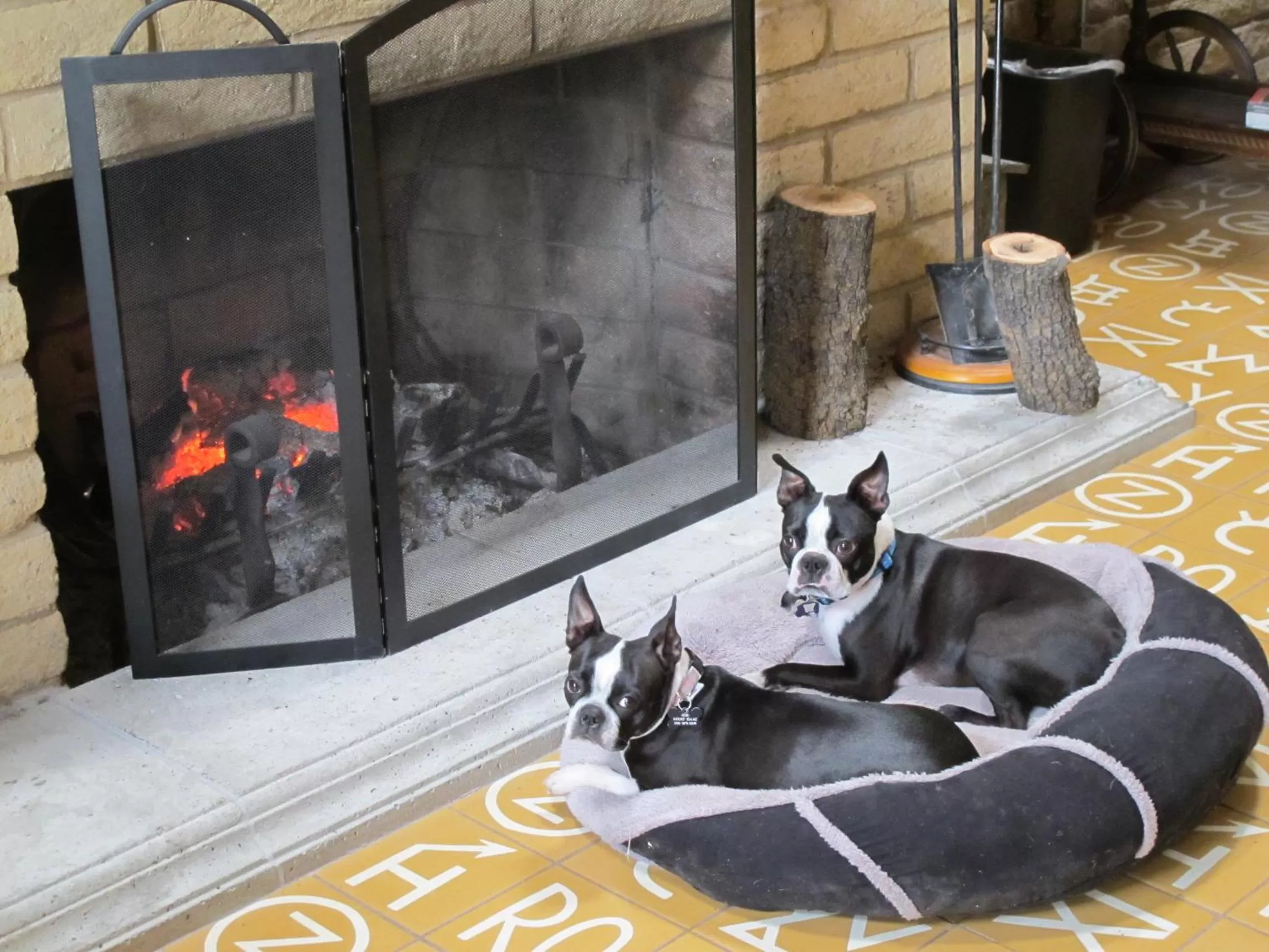 Pets in Stage Stop Inn