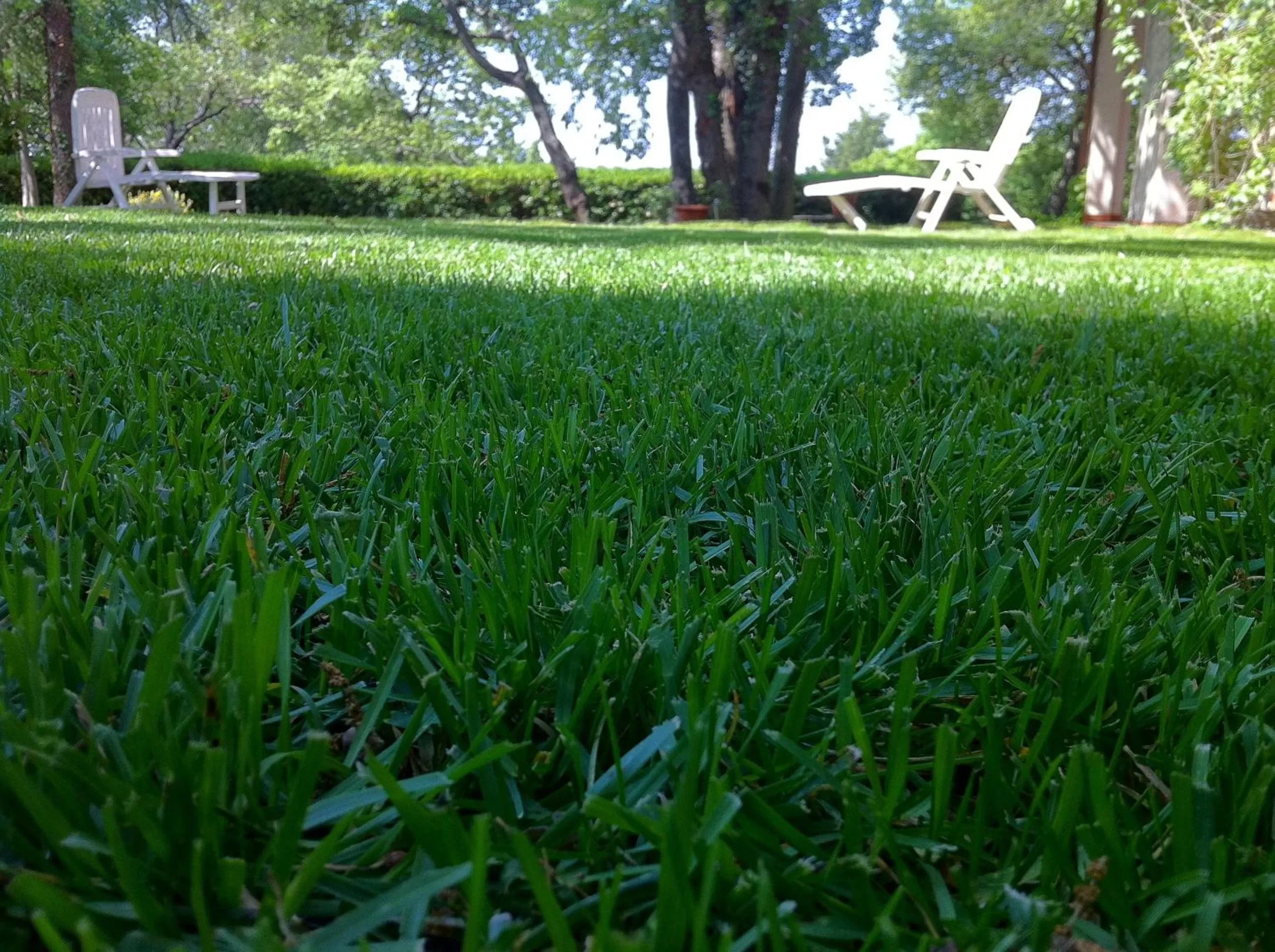 Garden in Domus Verdiana