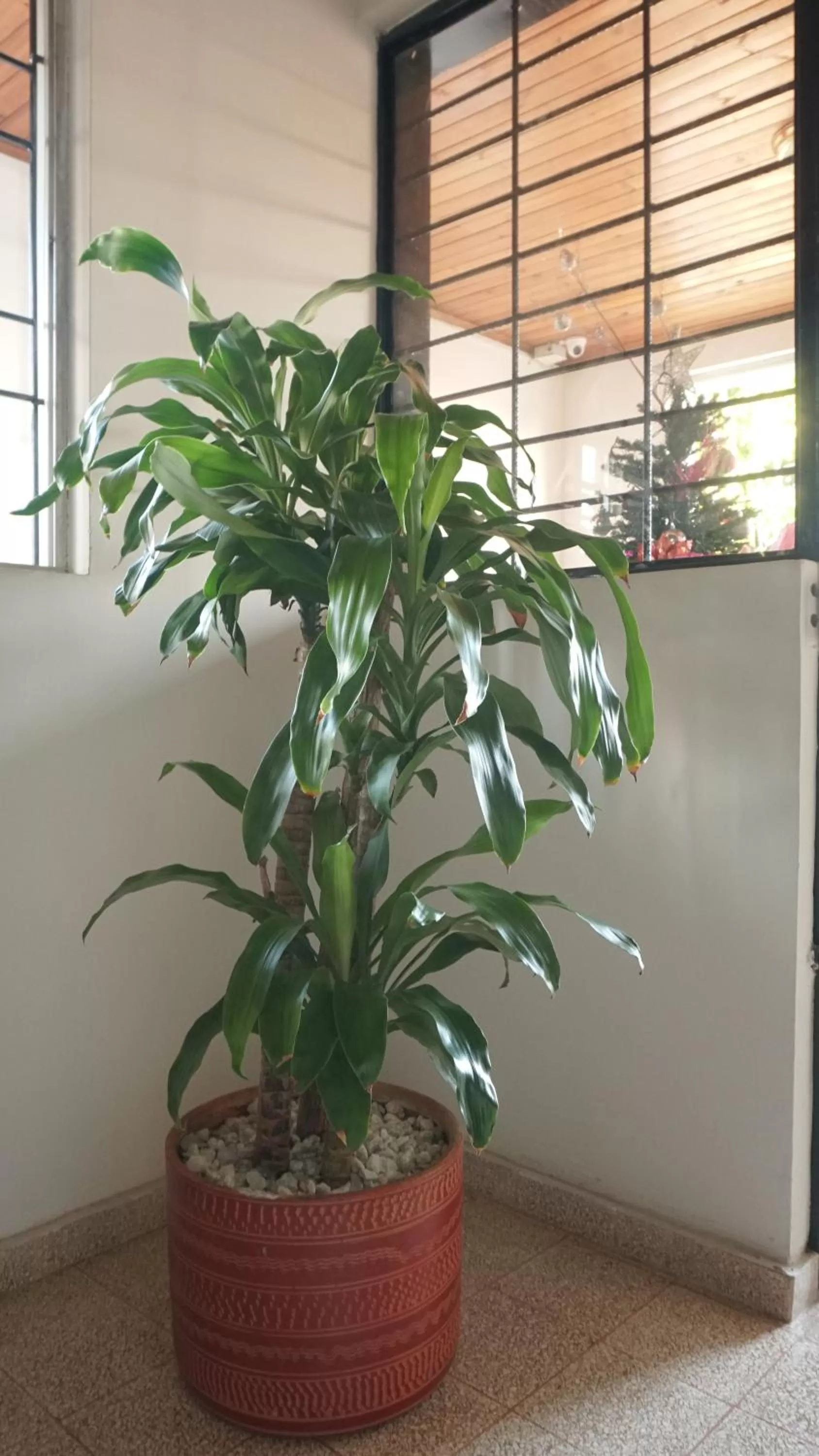 Garden in Hotel Balop